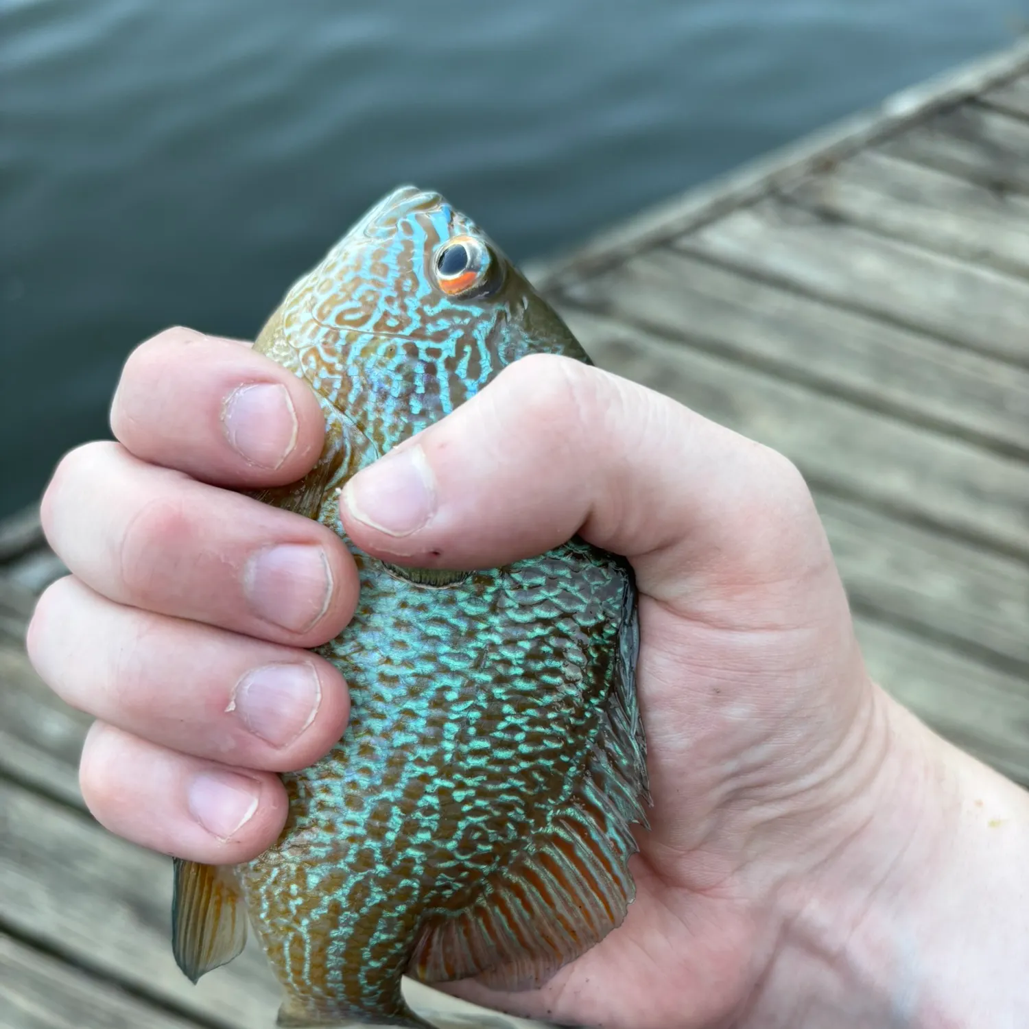 Longear sunfish caught on Fishbrain