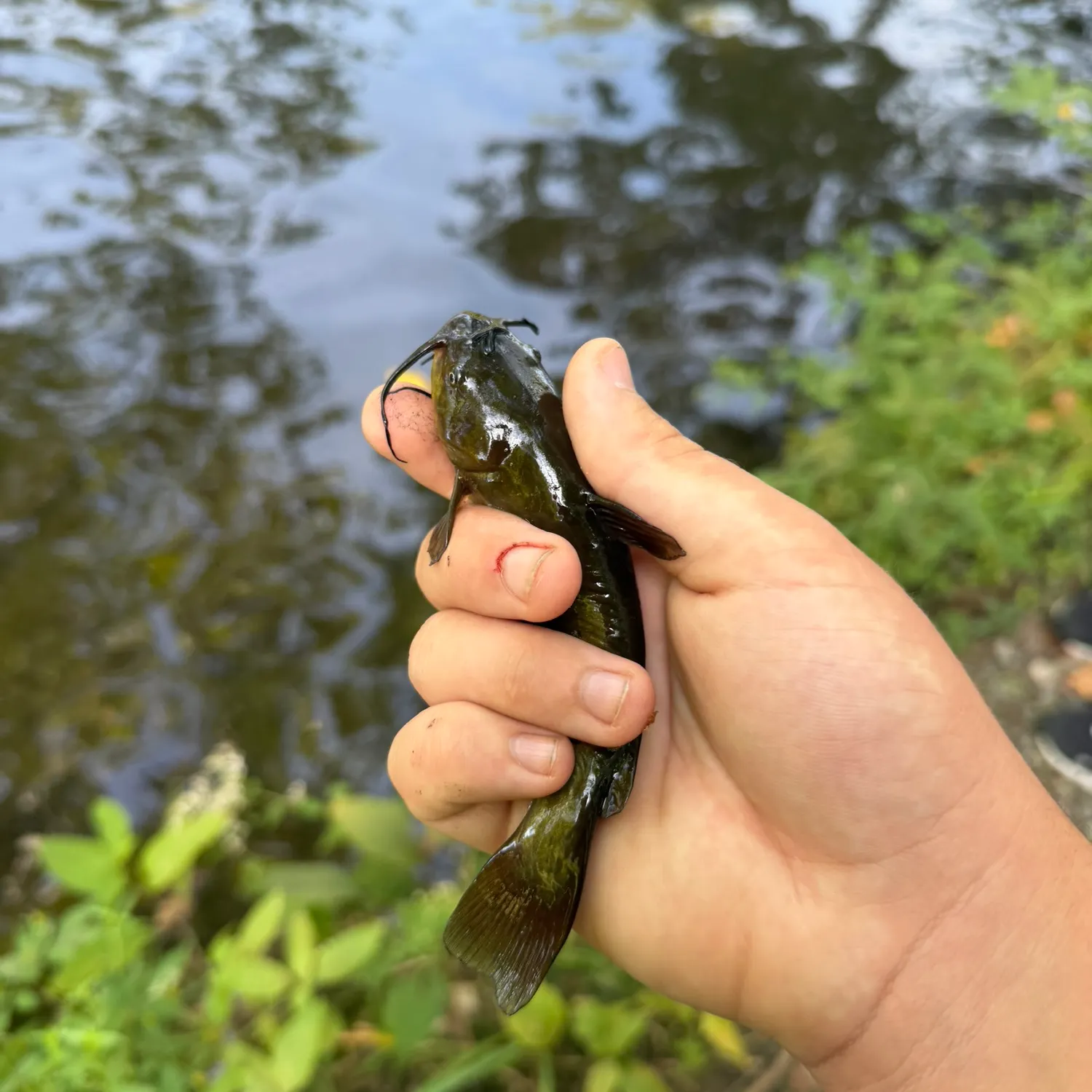 catch