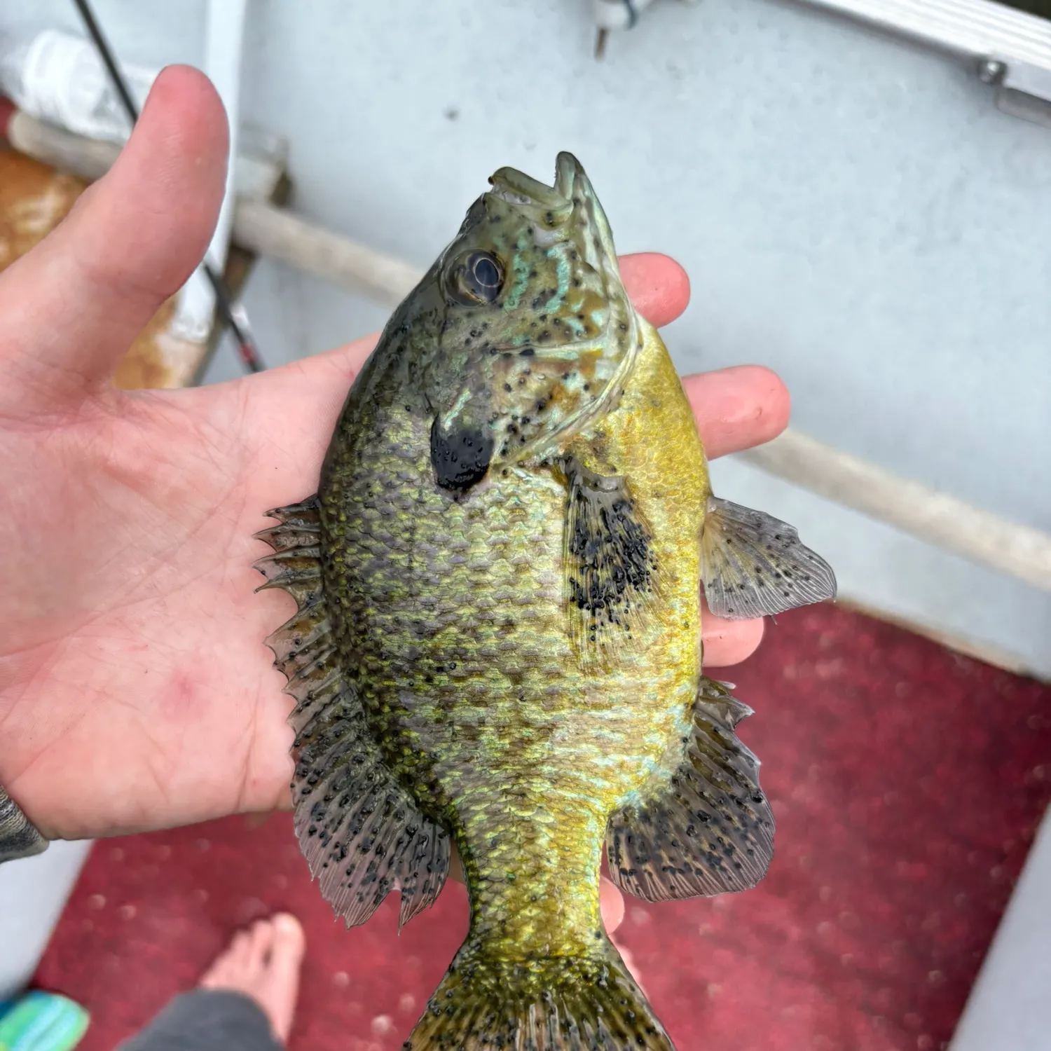 Green sunfish caught on Fishbrain
