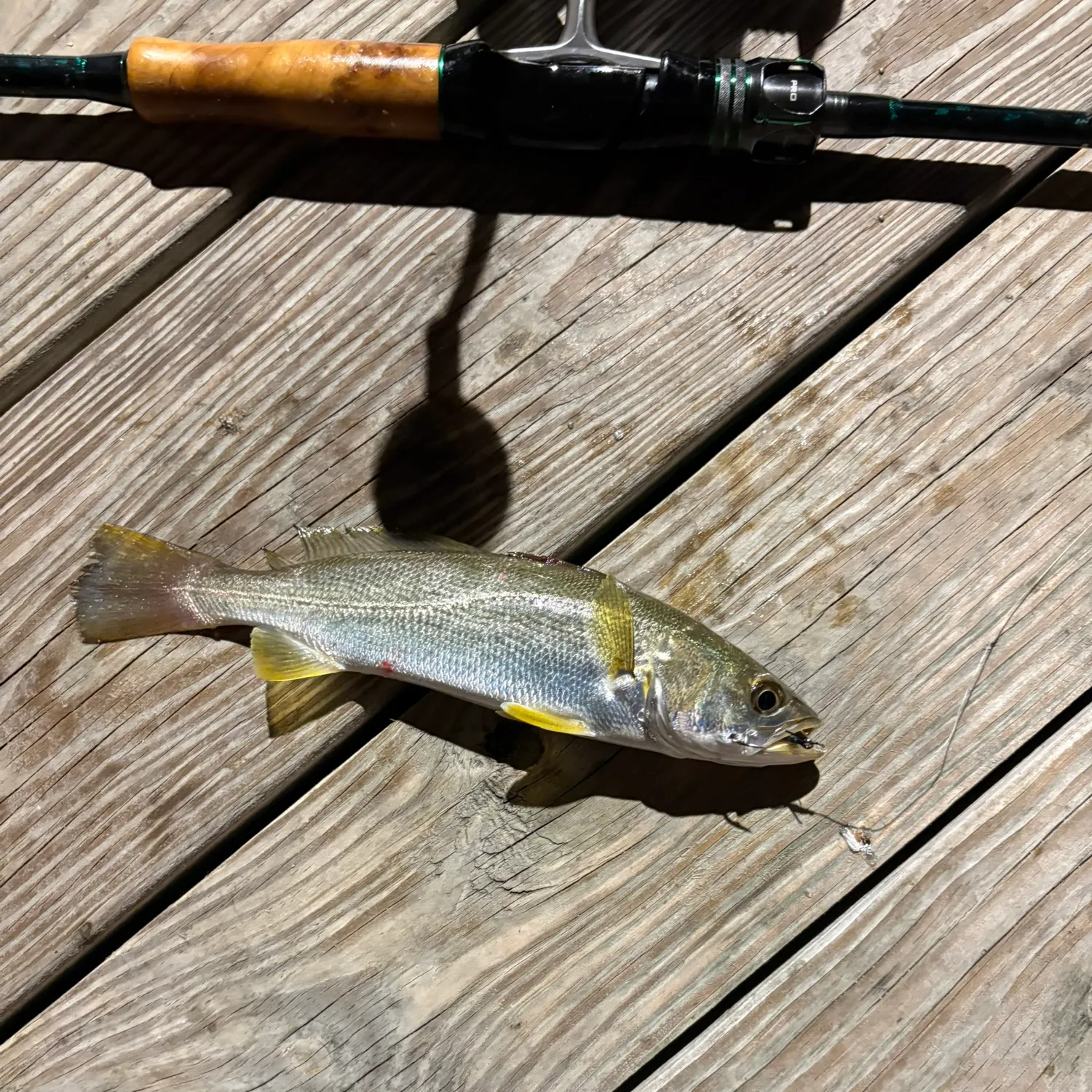 Sand seatrout caught on Fishbrain