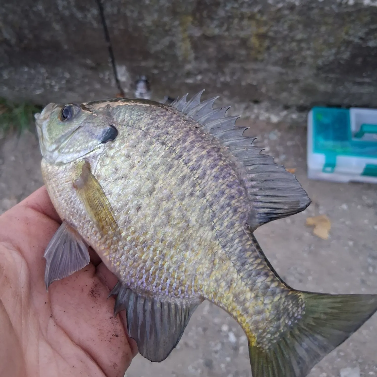 Bluegill caught on Fishbrain