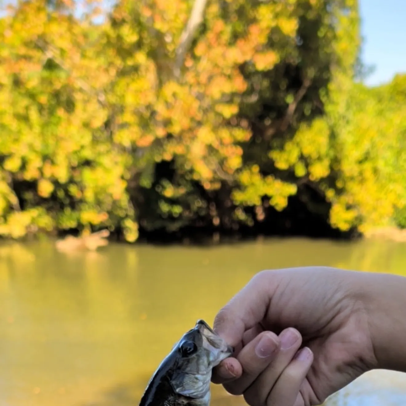Spotted bass caught on Fishbrain