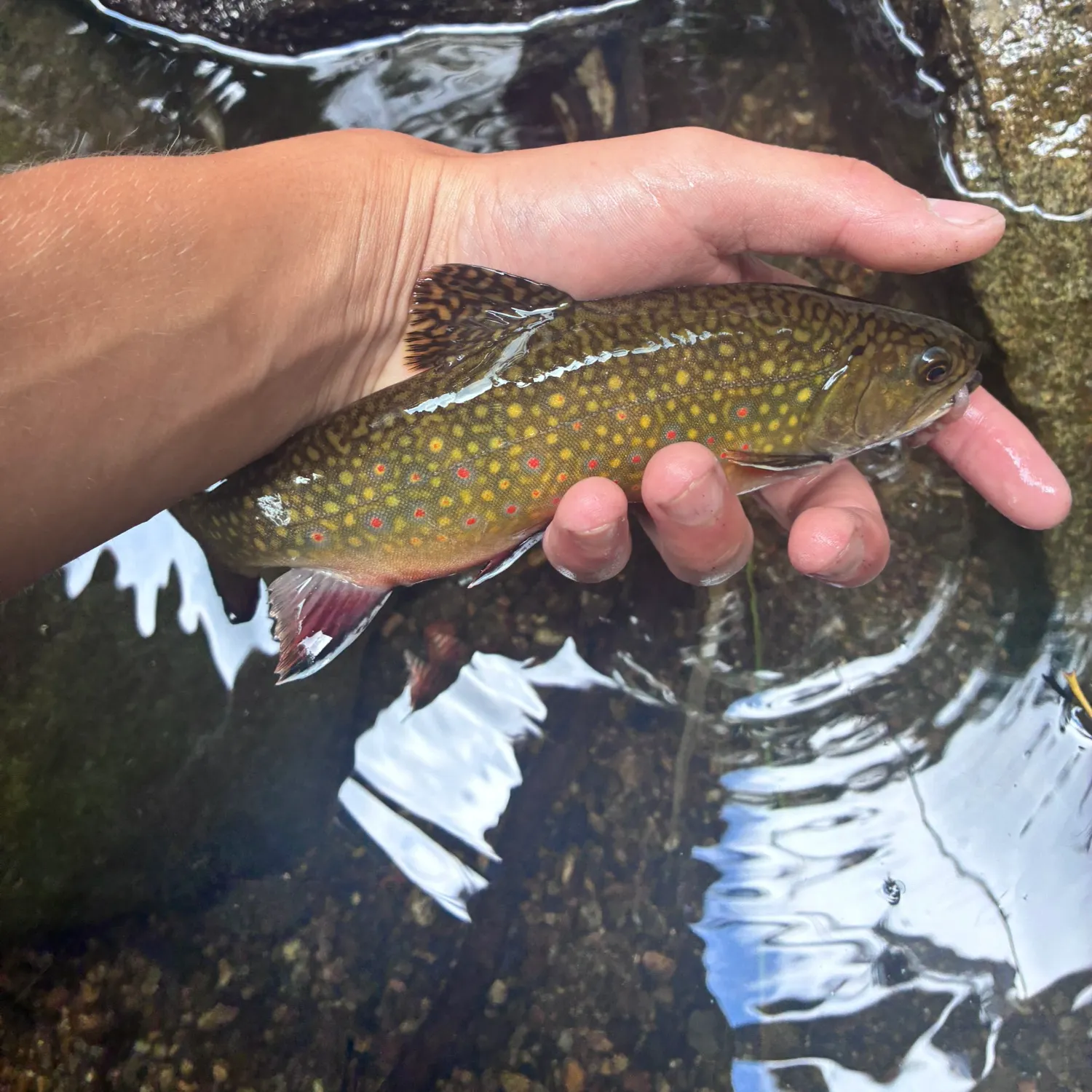 Brook trout caught on Fishbrain