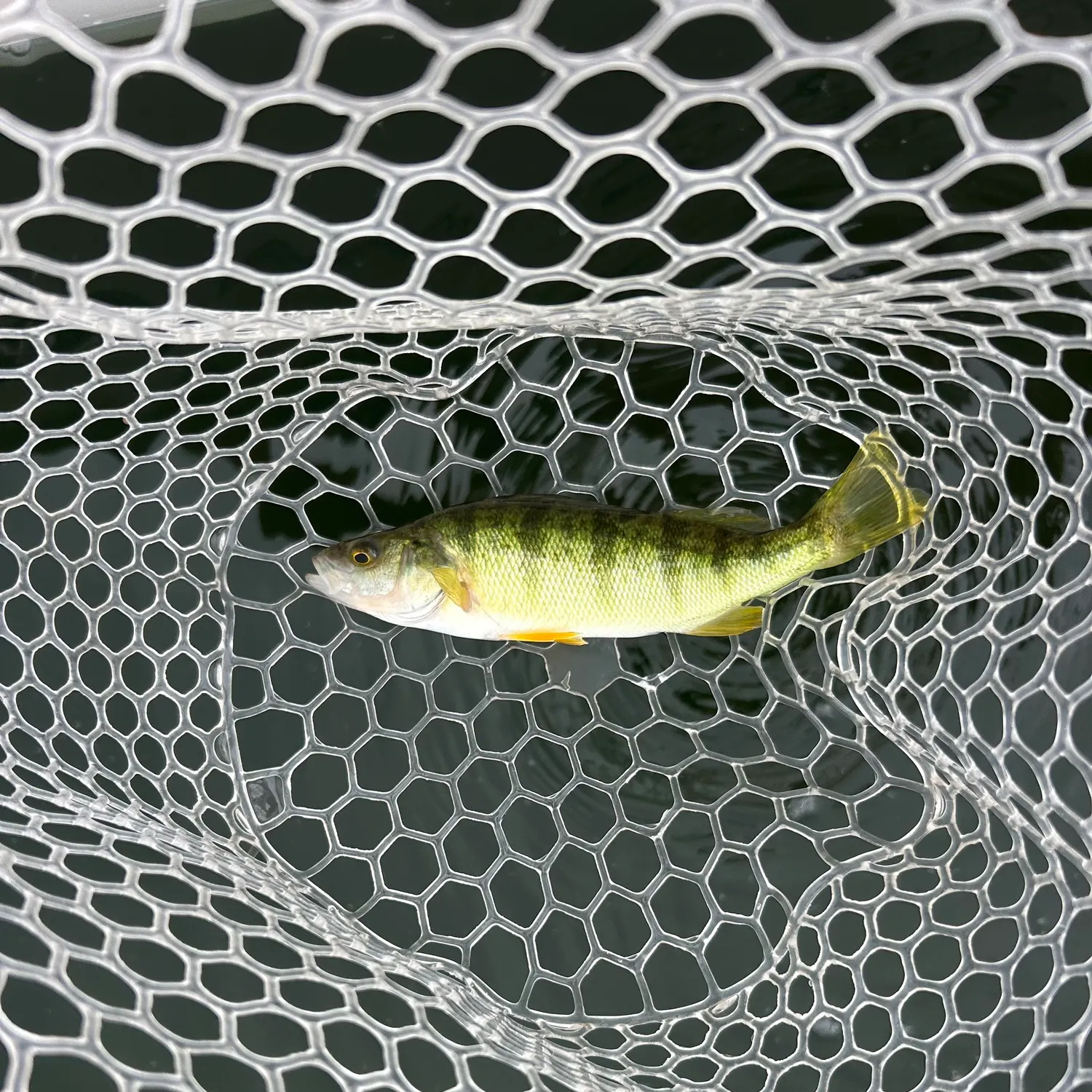 Yellow perch caught on Fishbrain