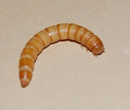 Larva