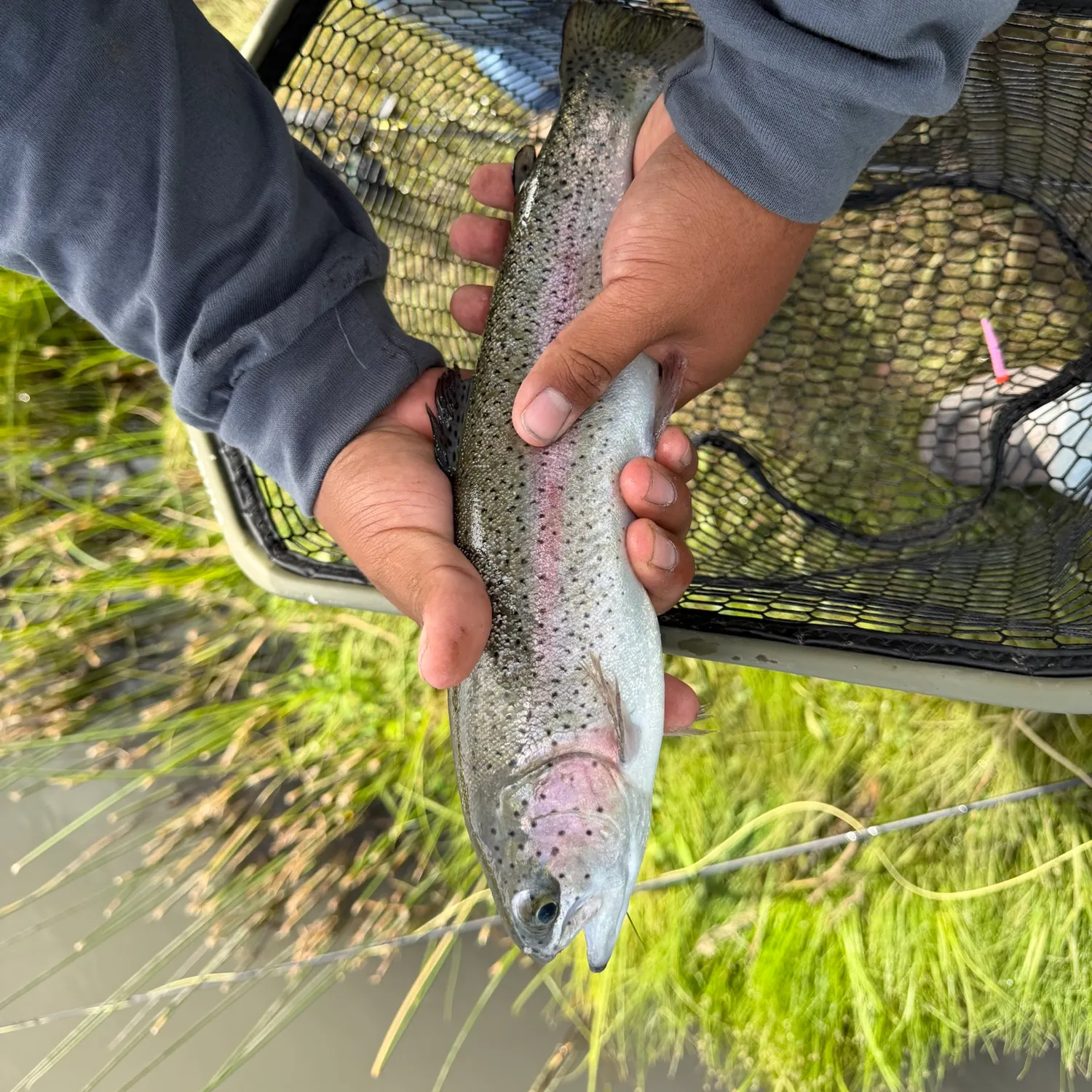 Rainbow trout caught on Fishbrain