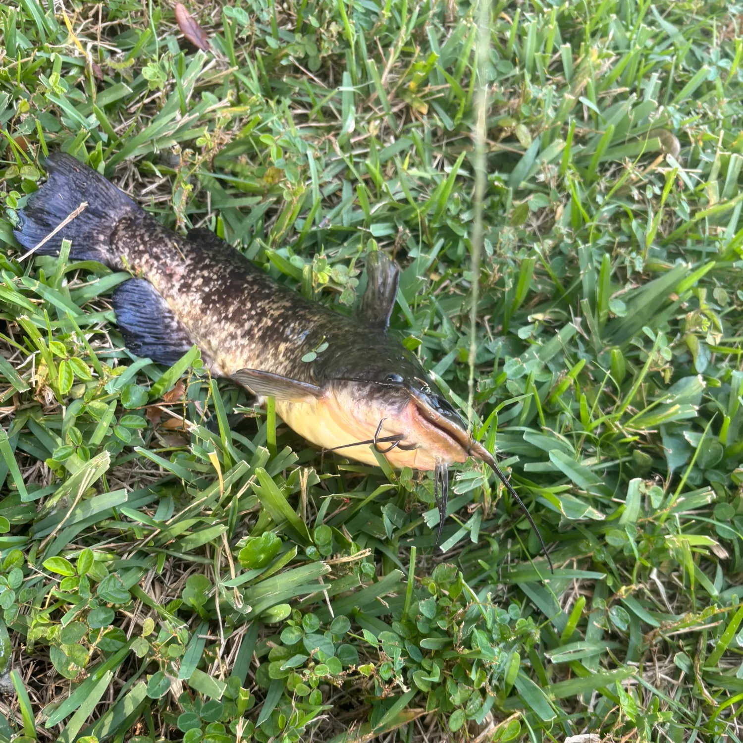 The most recent Spotted bullhead catches on Fishbrain