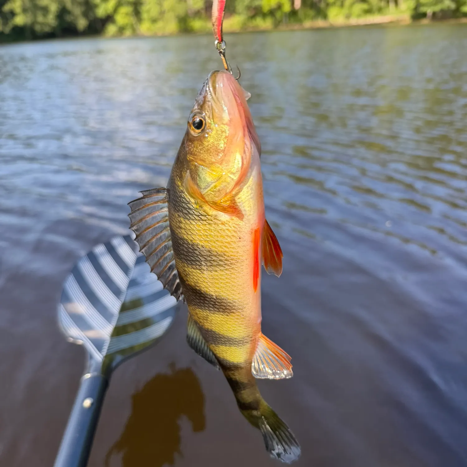 Yellow perch caught on Fishbrain
