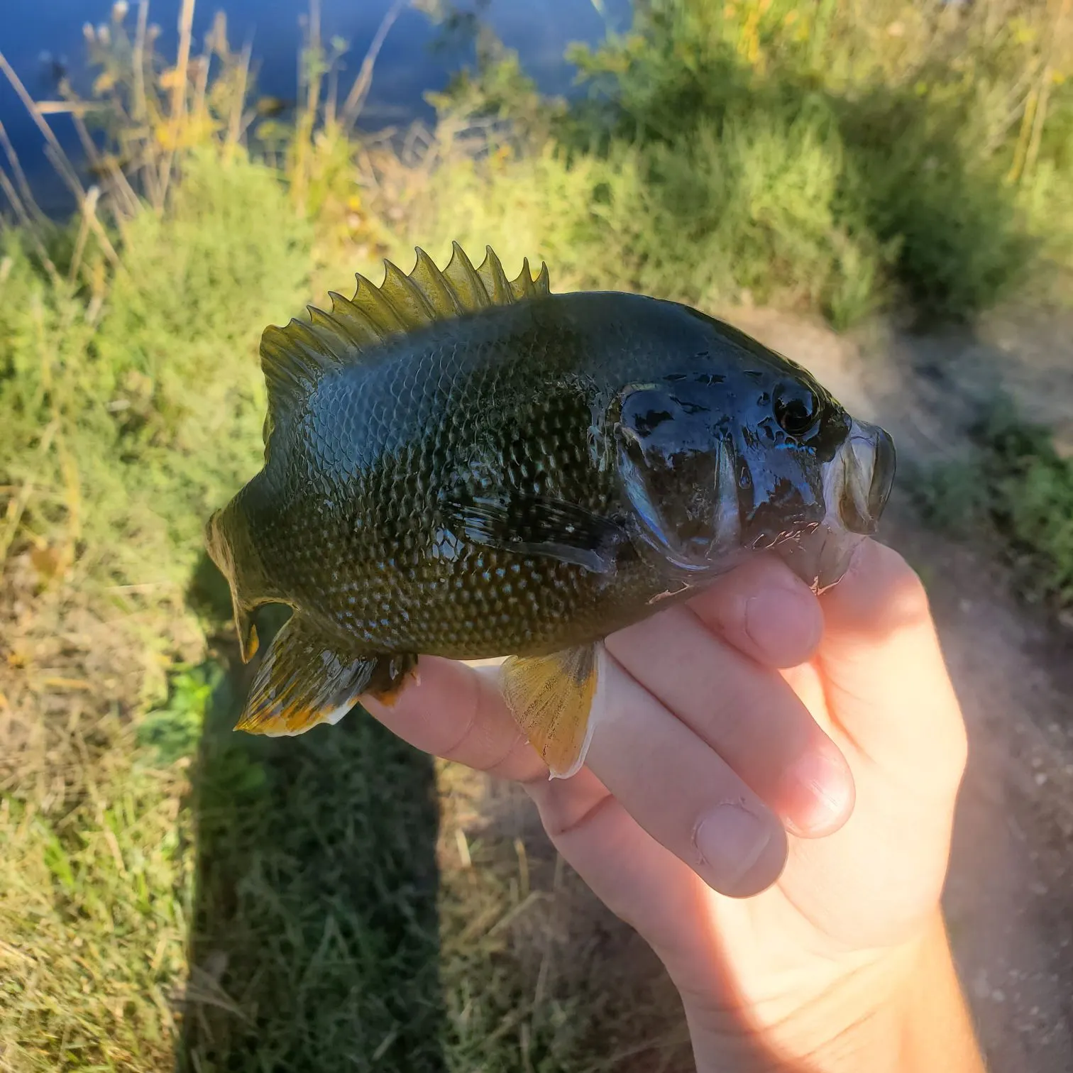 Green sunfish caught on Fishbrain