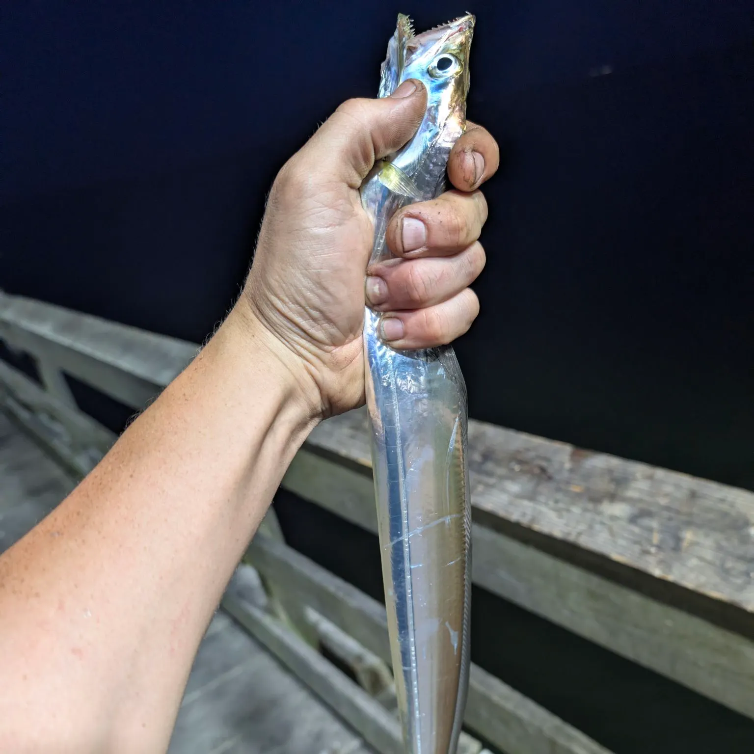 The most recent Atlantic cutlassfish catches on Fishbrain