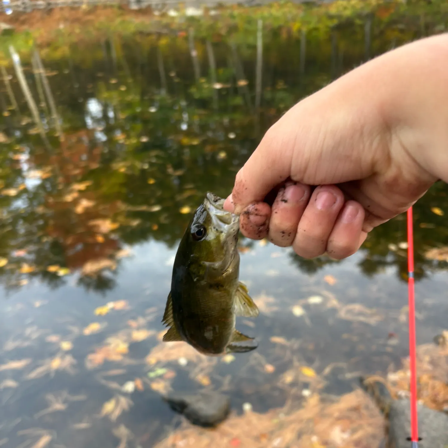 Smallmouth bass caught on Fishbrain