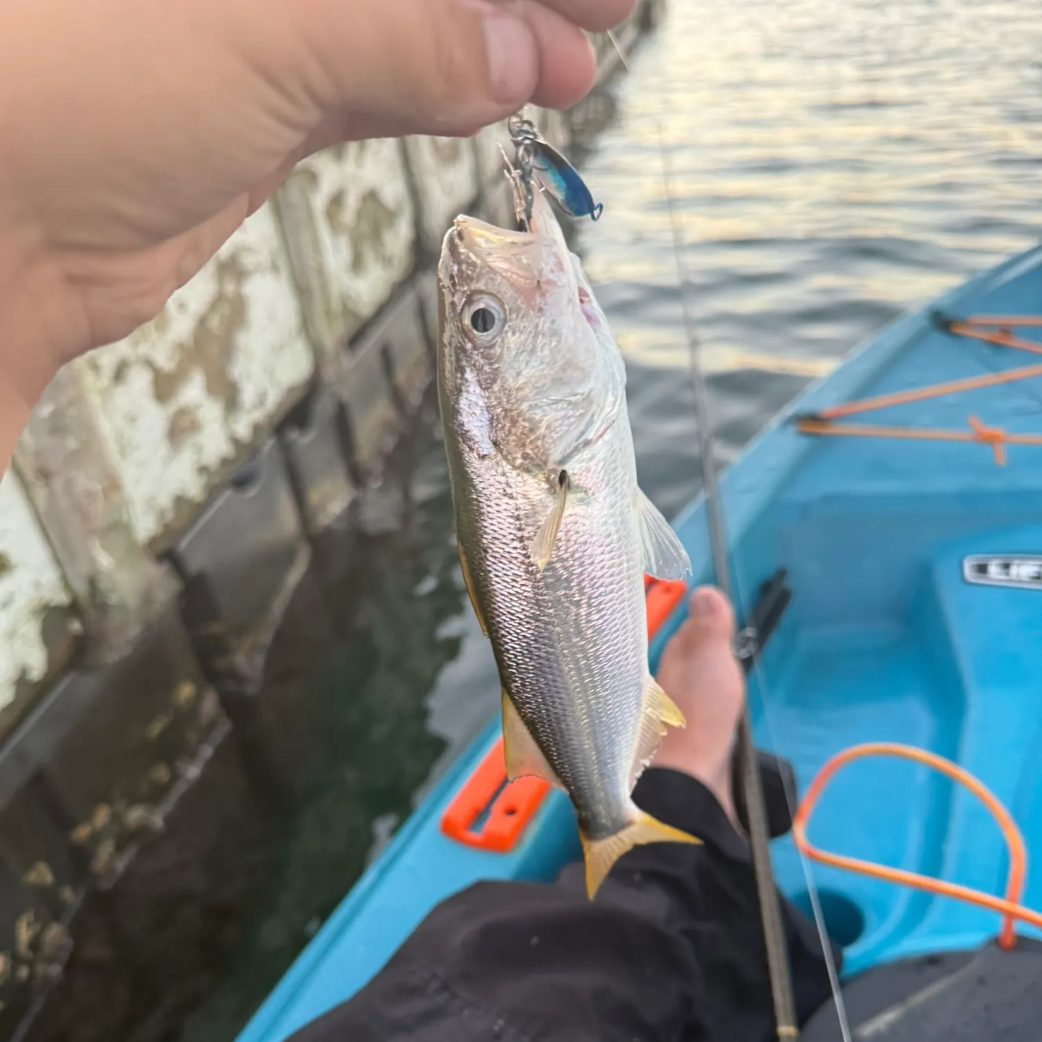 The most recent Queenfish catches on Fishbrain