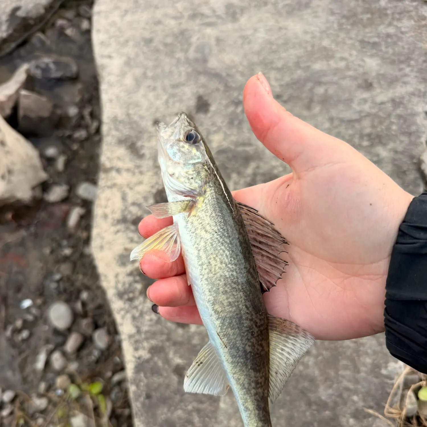 Walleye caught on Fishbrain