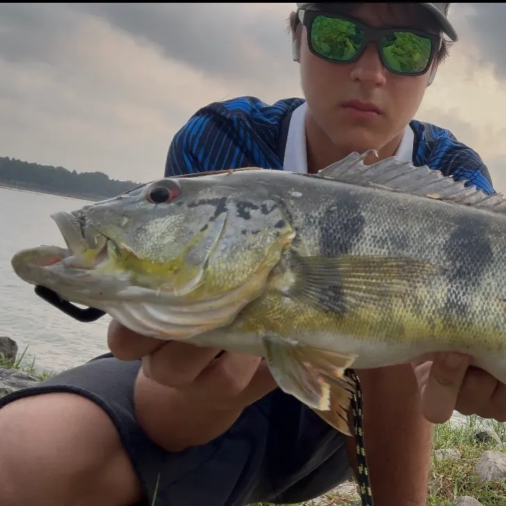 Speckled peacock bass caught on Fishbrain
