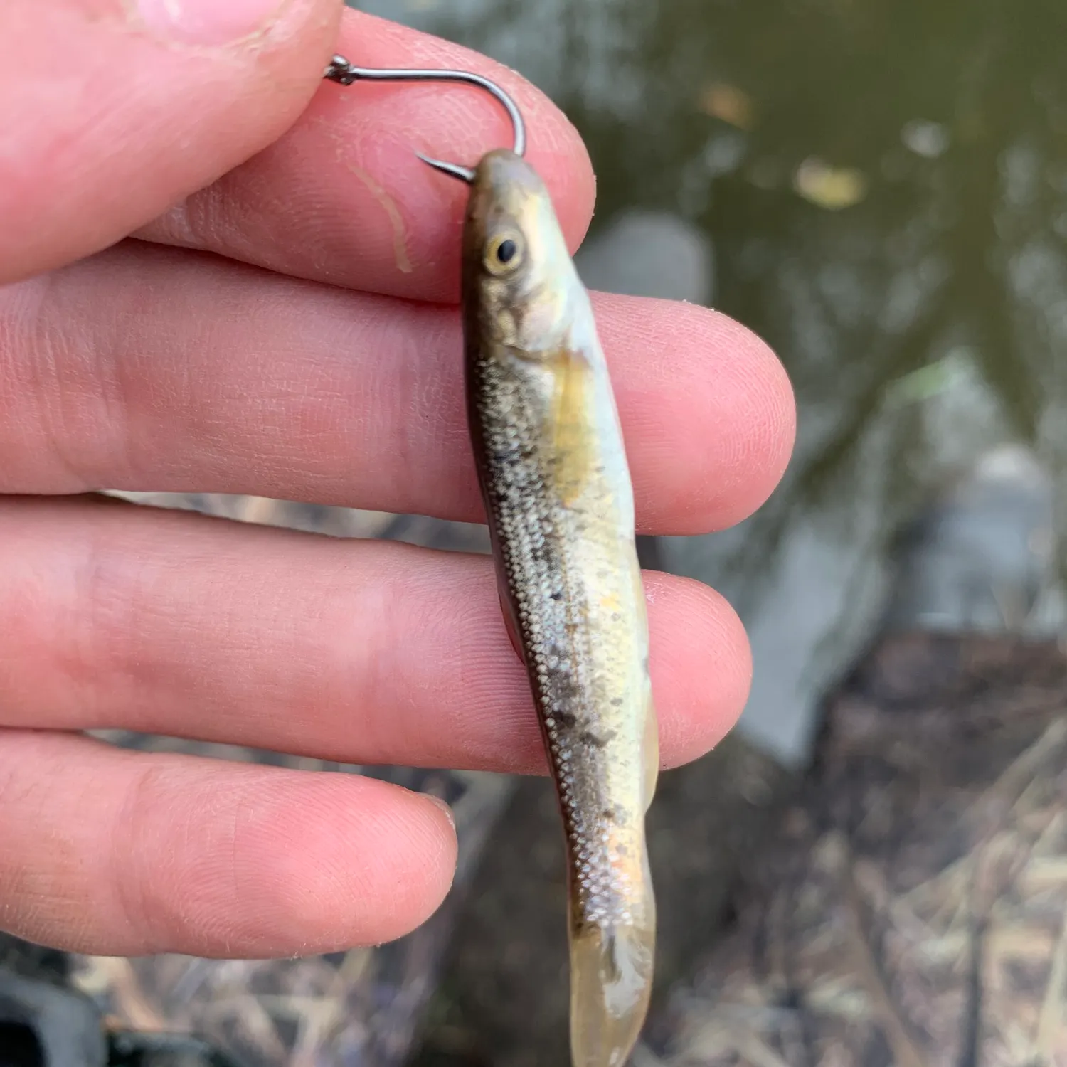 The most recent Central stoneroller catches on Fishbrain