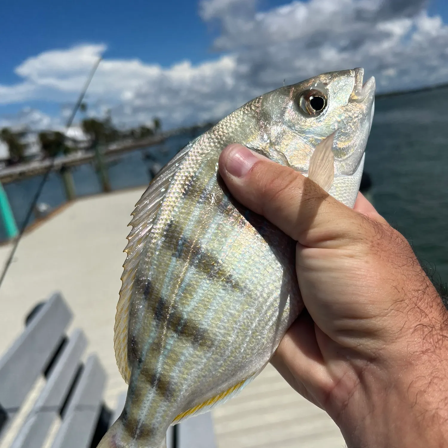 Pinfish caught on Fishbrain