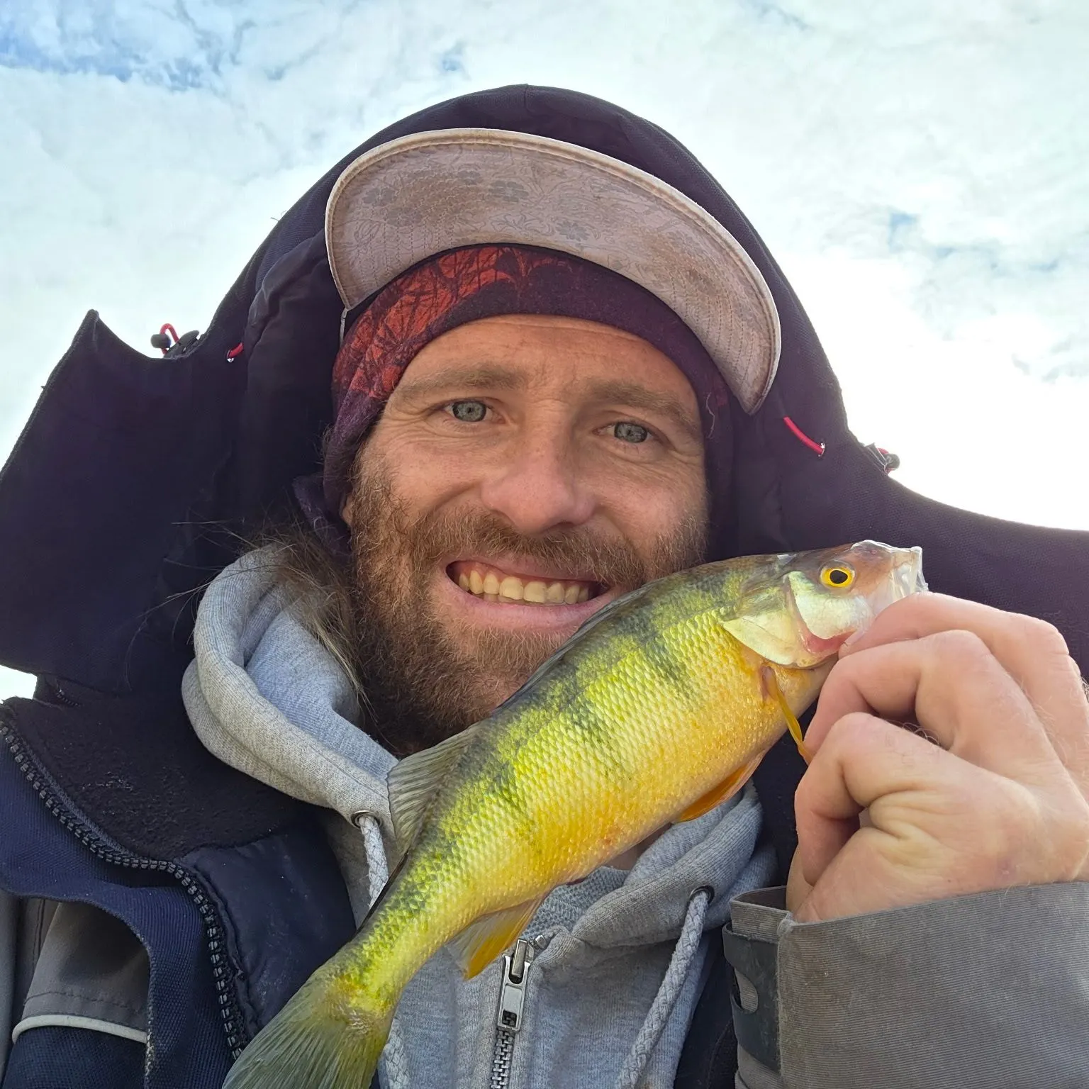 Yellow perch caught on Fishbrain