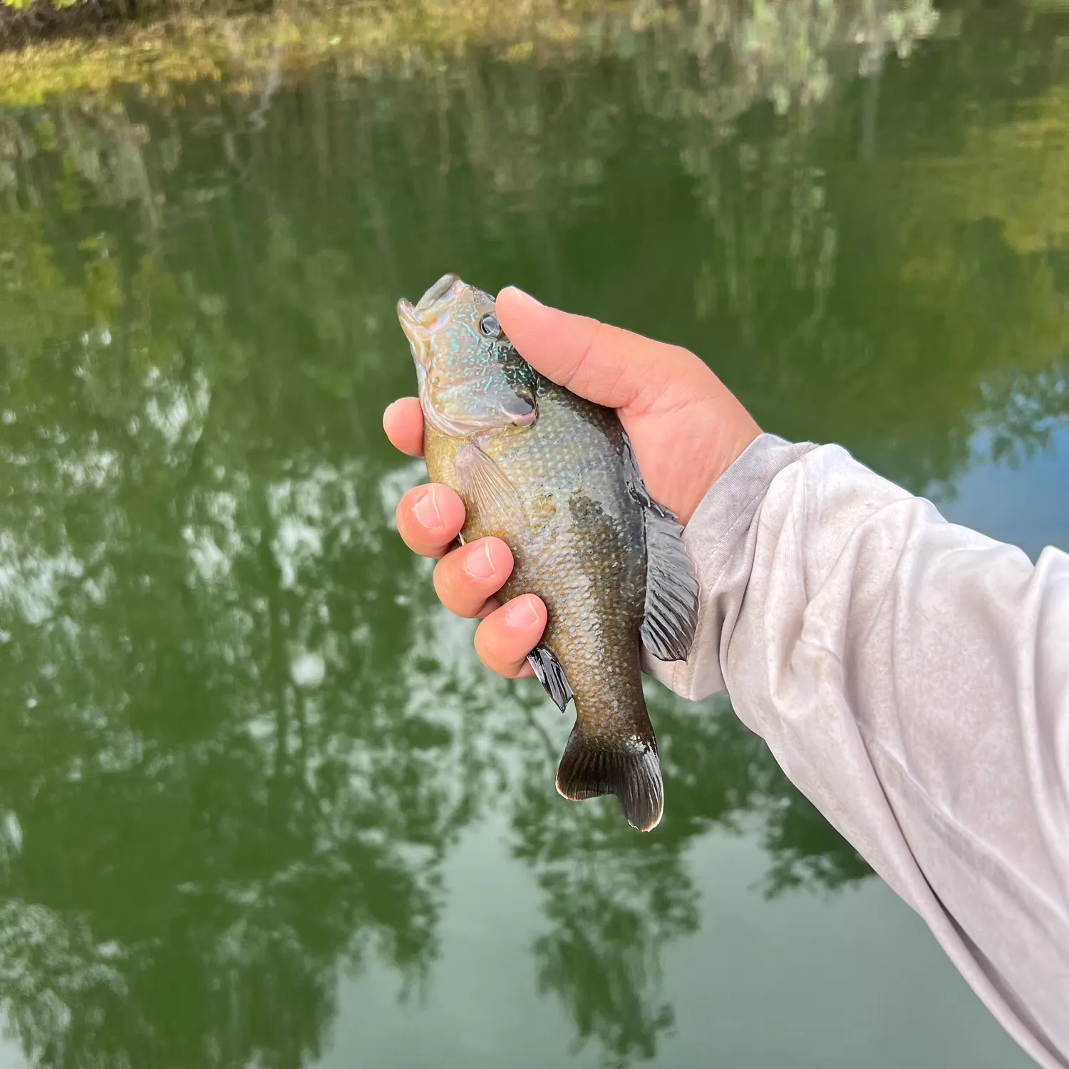 Green sunfish caught on Fishbrain