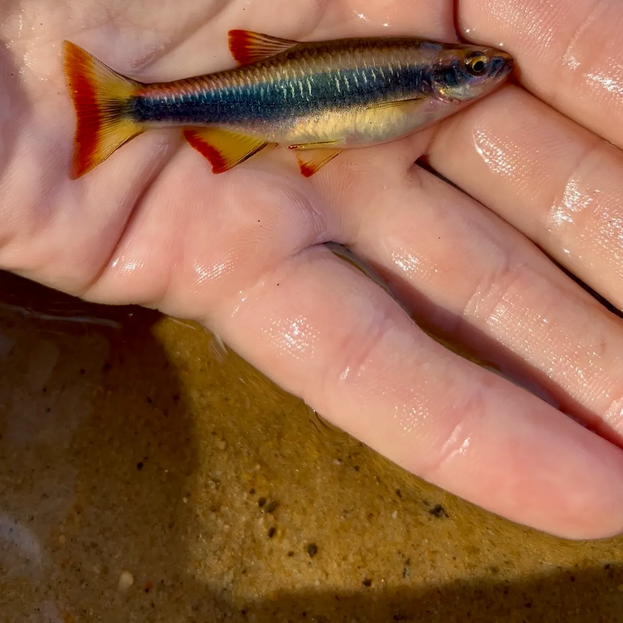 The most recent Flagfin shiner catches on Fishbrain