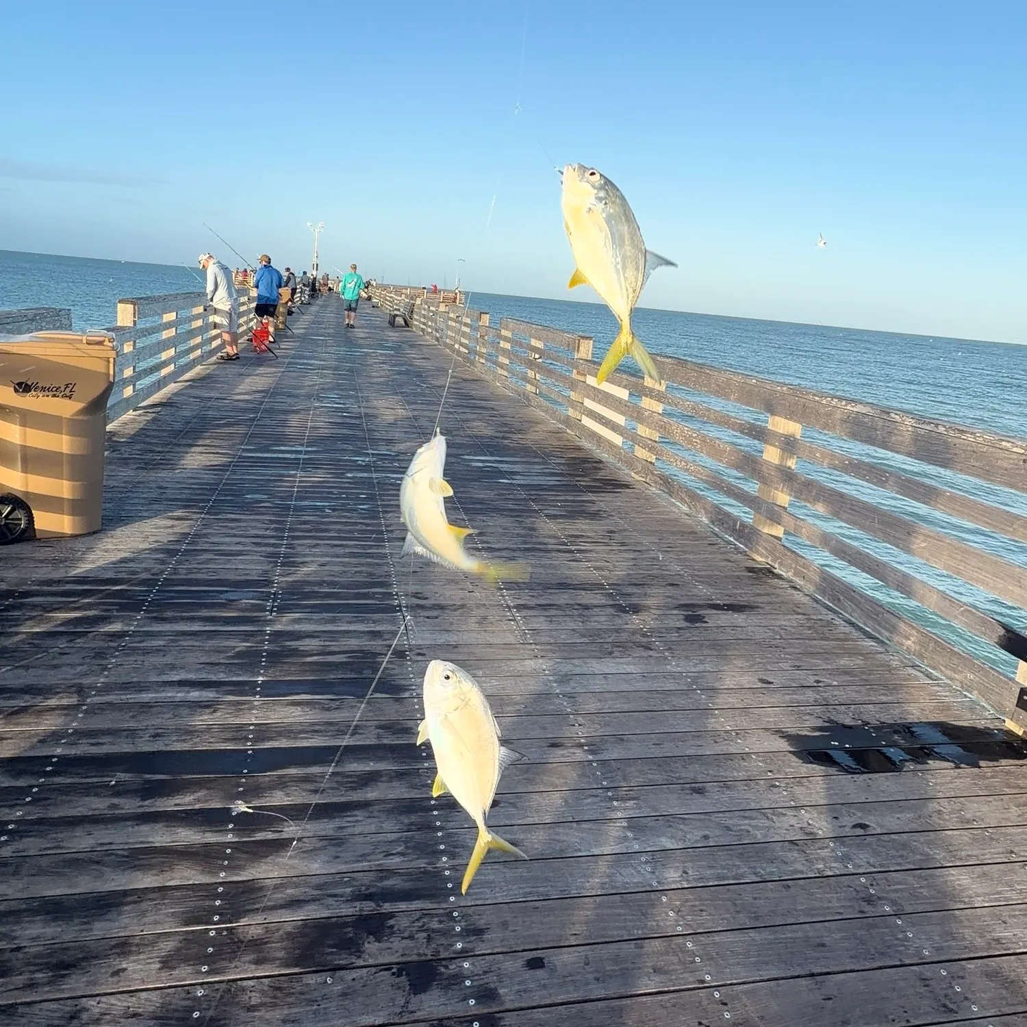 Crevalle jack caught on Fishbrain