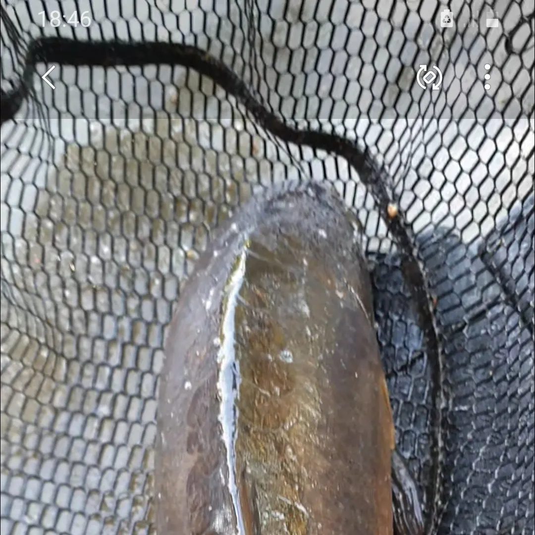 most liked catch image