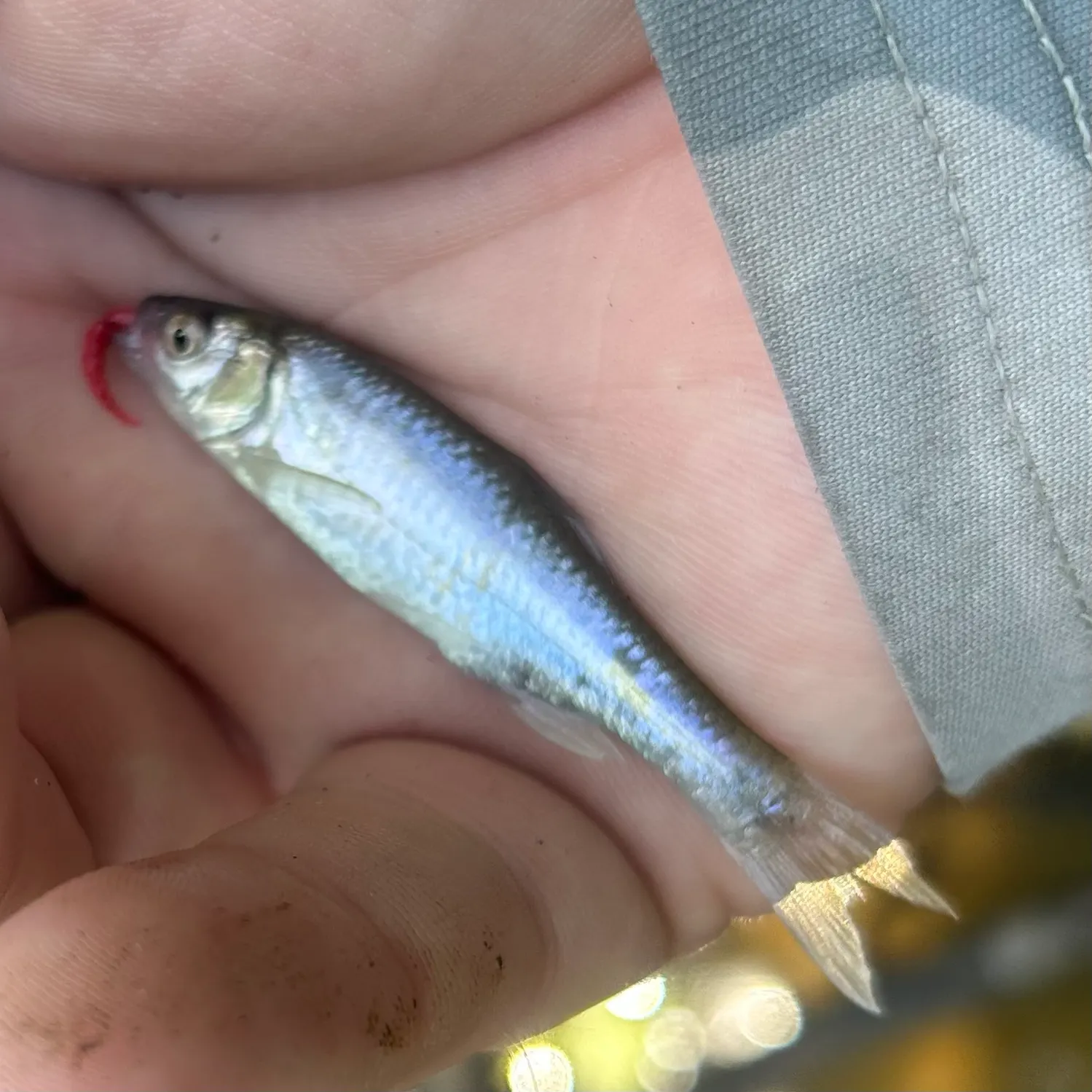The most recent Mississippi silvery minnow catches on Fishbrain