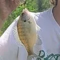 Bluegill caught on Fishbrain