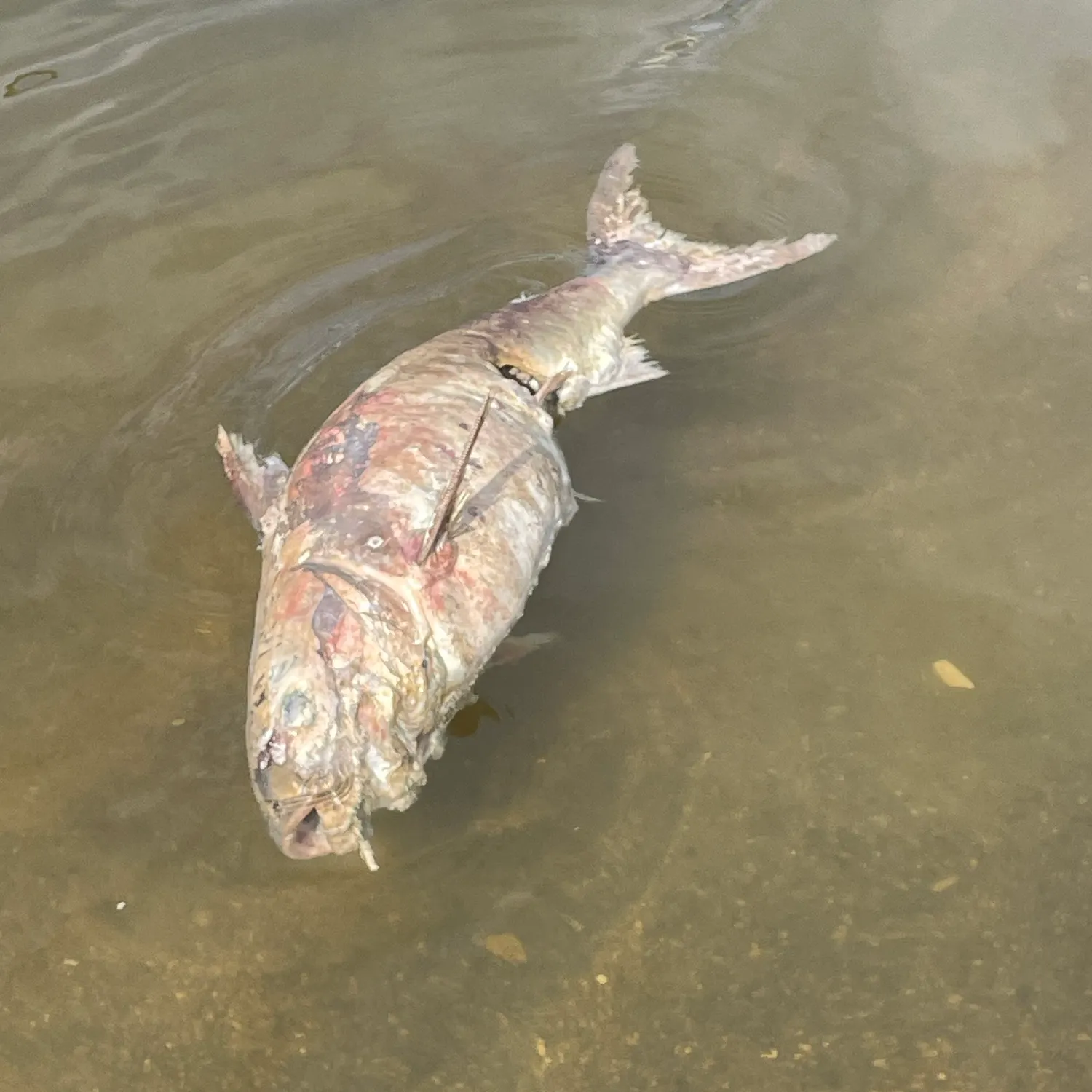 Giant trevally caught on Fishbrain
