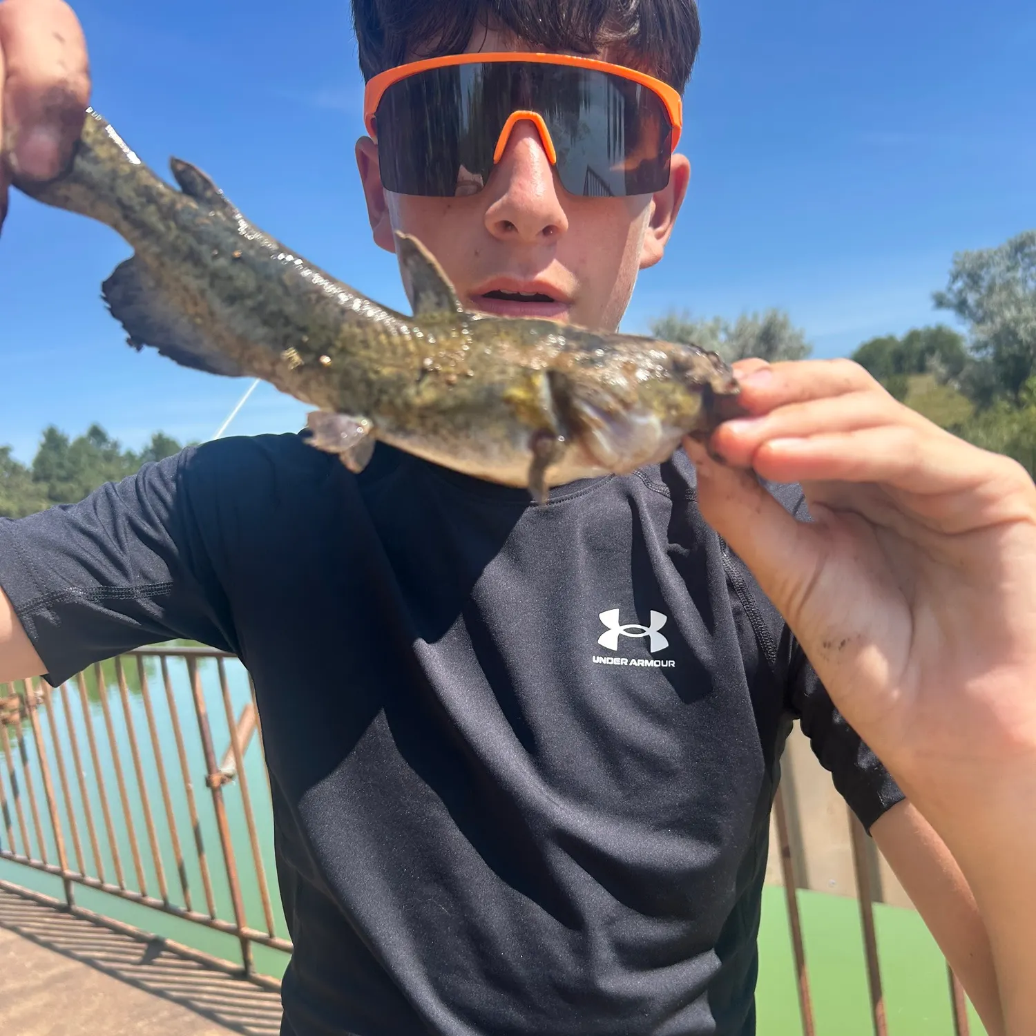 Yellow bullhead caught on Fishbrain