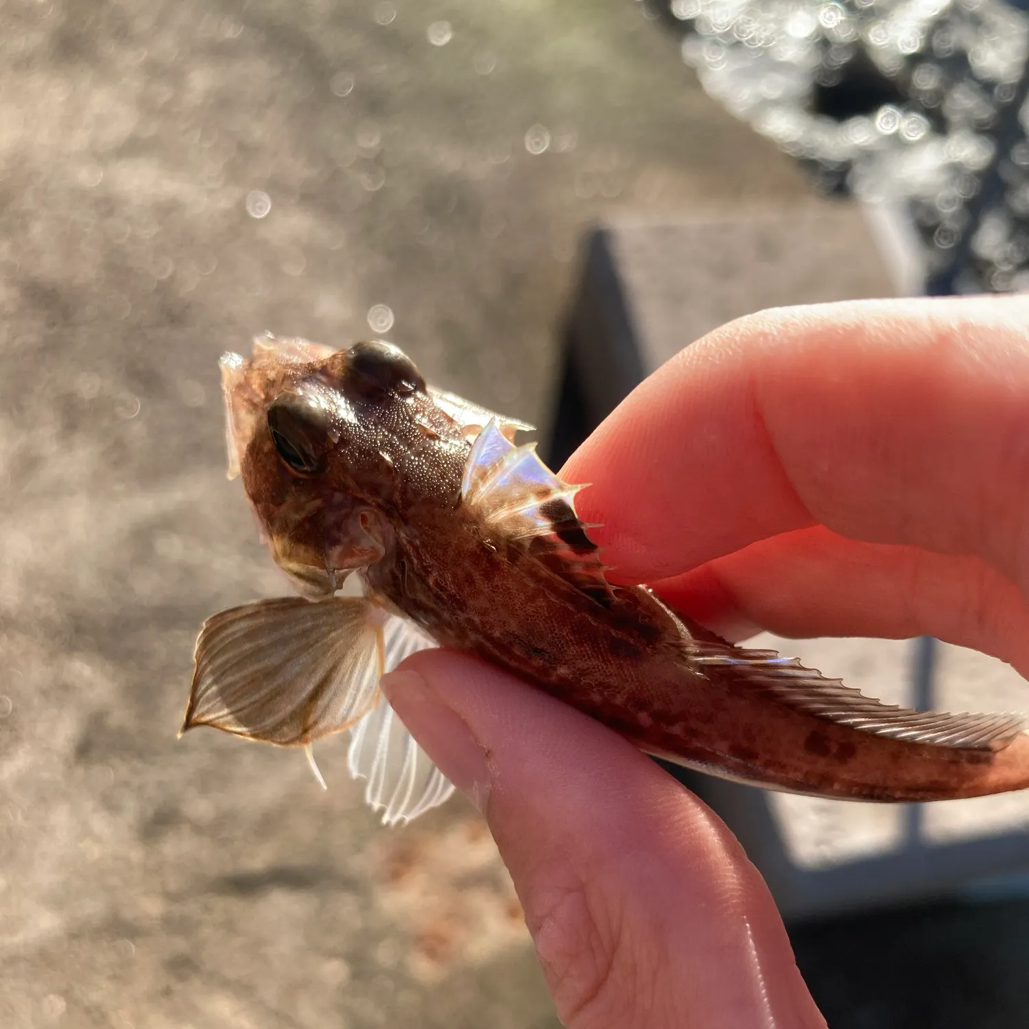 Grey gurnard caught on Fishbrain