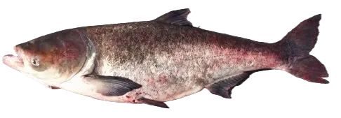 Bighead carp