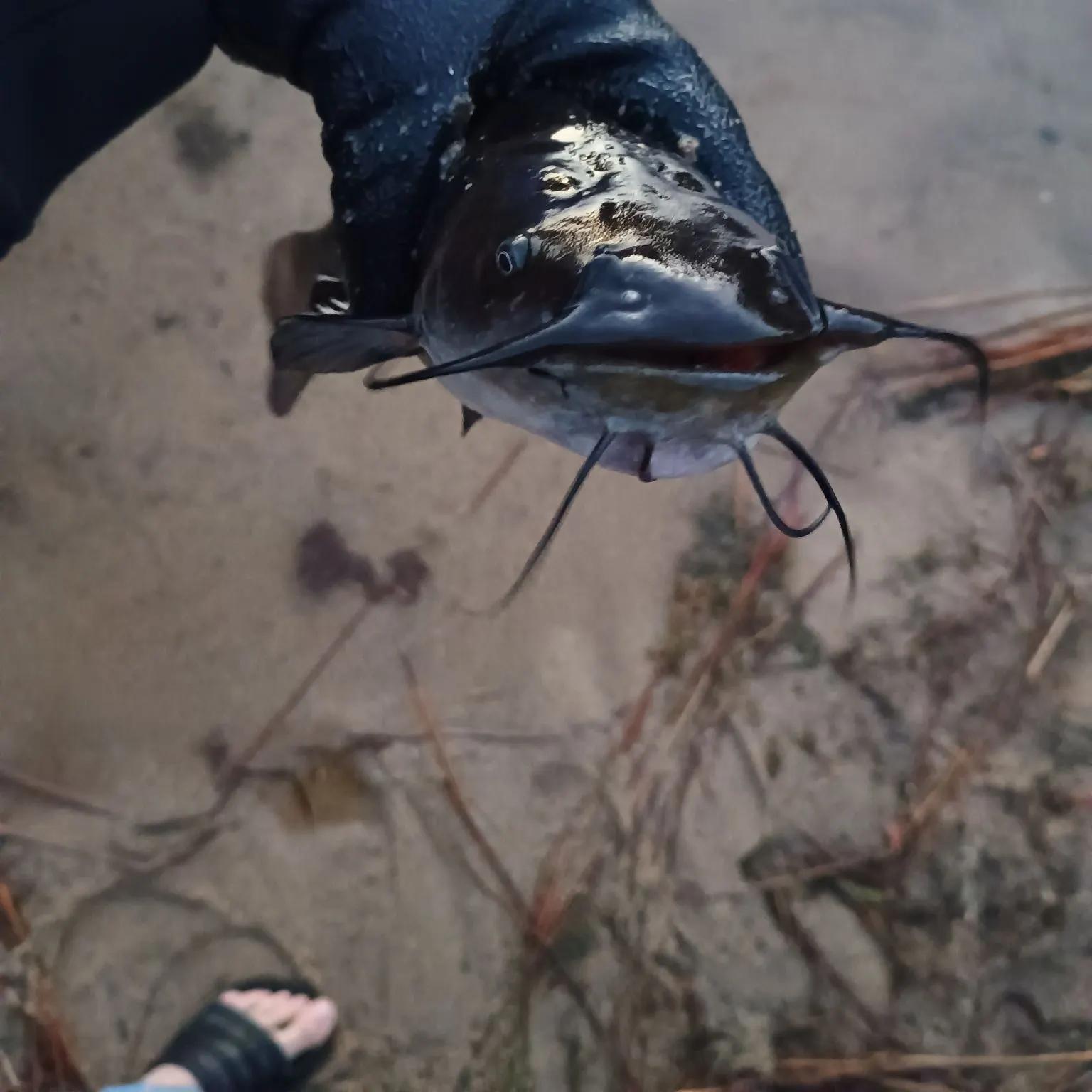 Black bullhead caught on Fishbrain