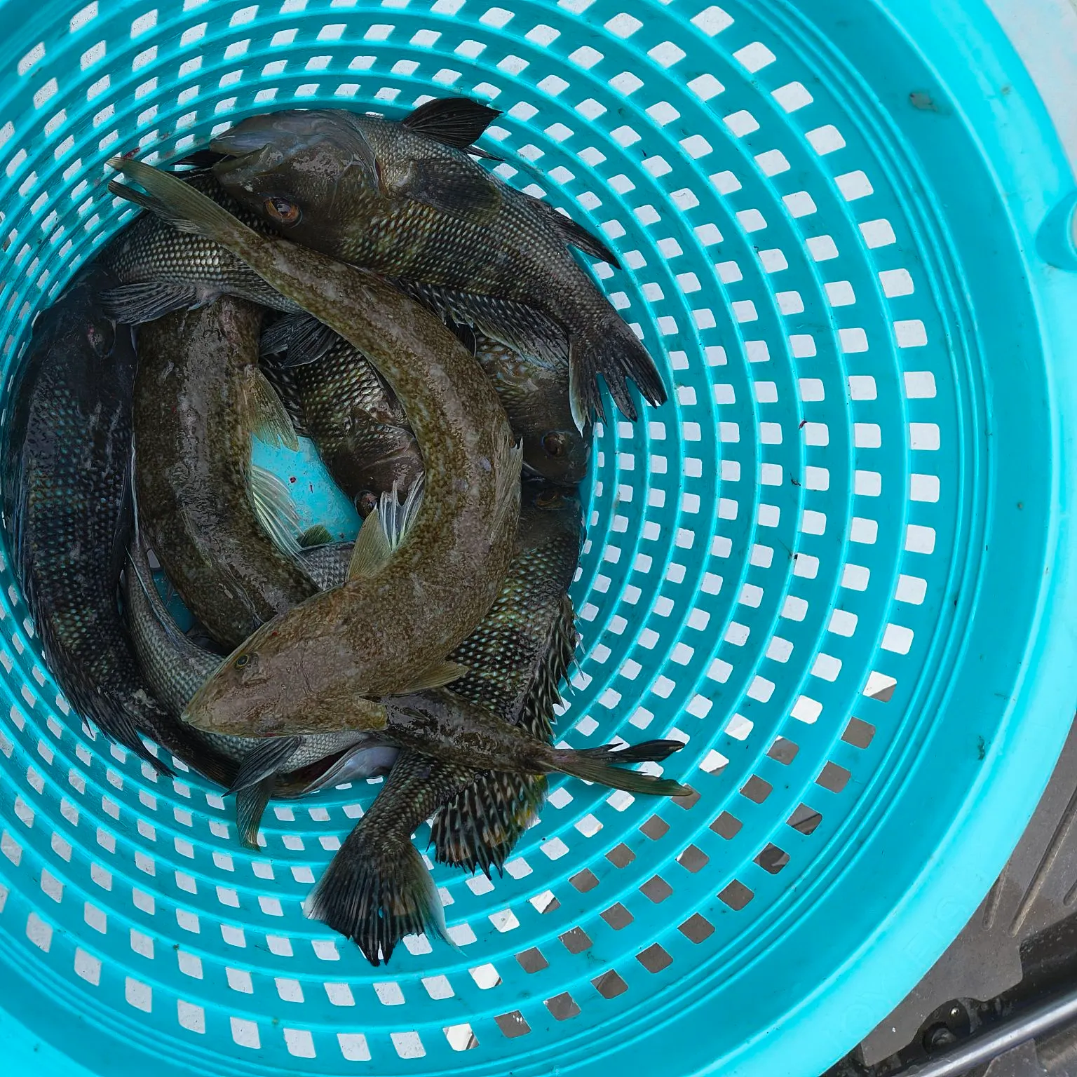The most recent Triplecross lizardfish catches on Fishbrain