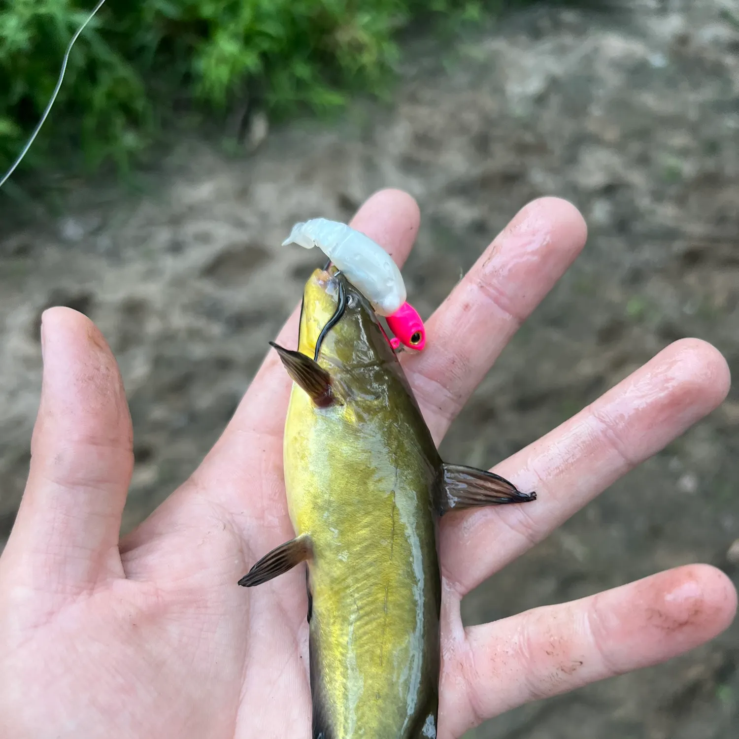 Black bullhead caught on Fishbrain