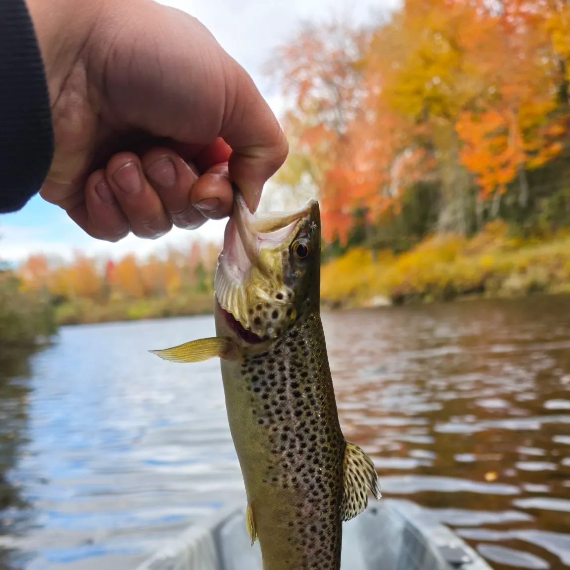 Brown trout caught on Fishbrain