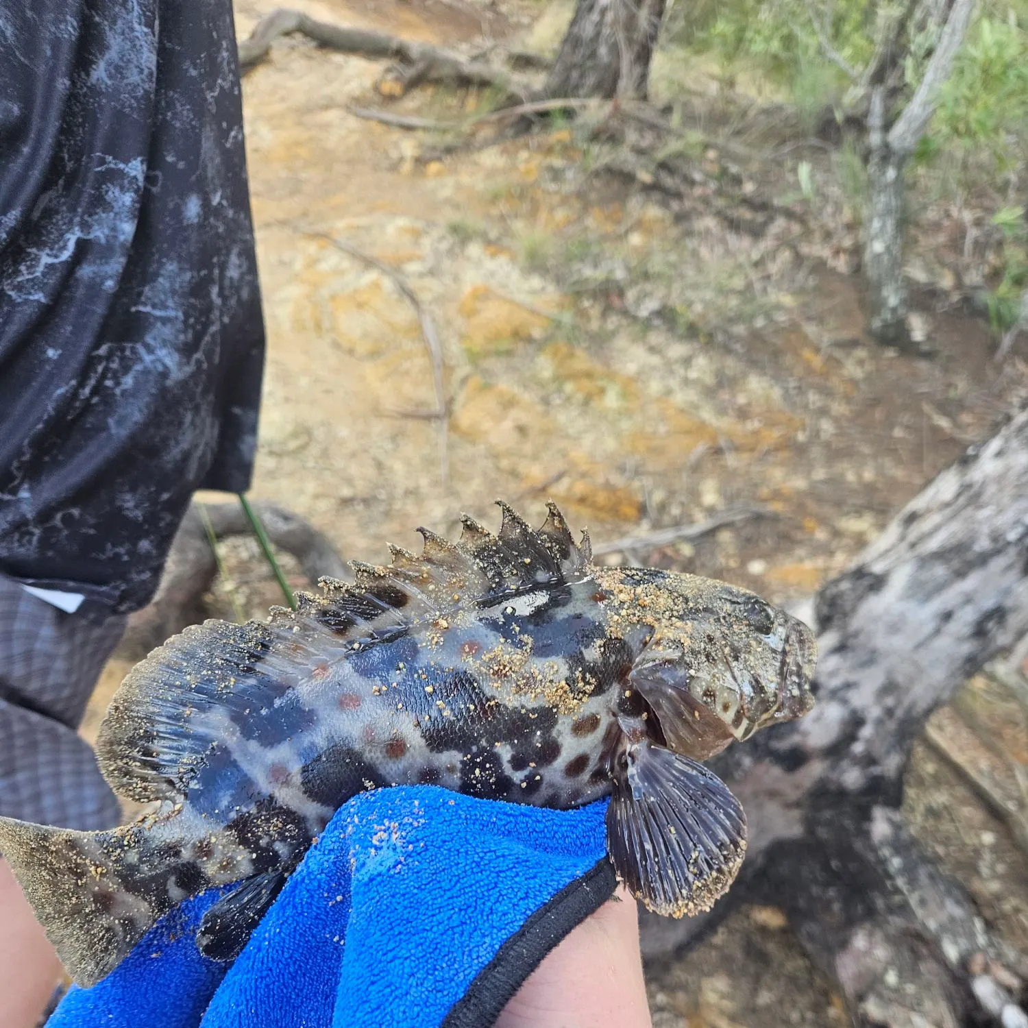 The most recent Orange-spotted grouper catches on Fishbrain