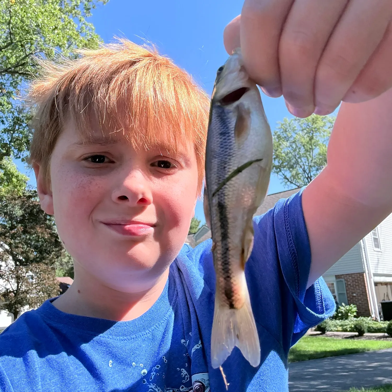 Creek chub caught on Fishbrain