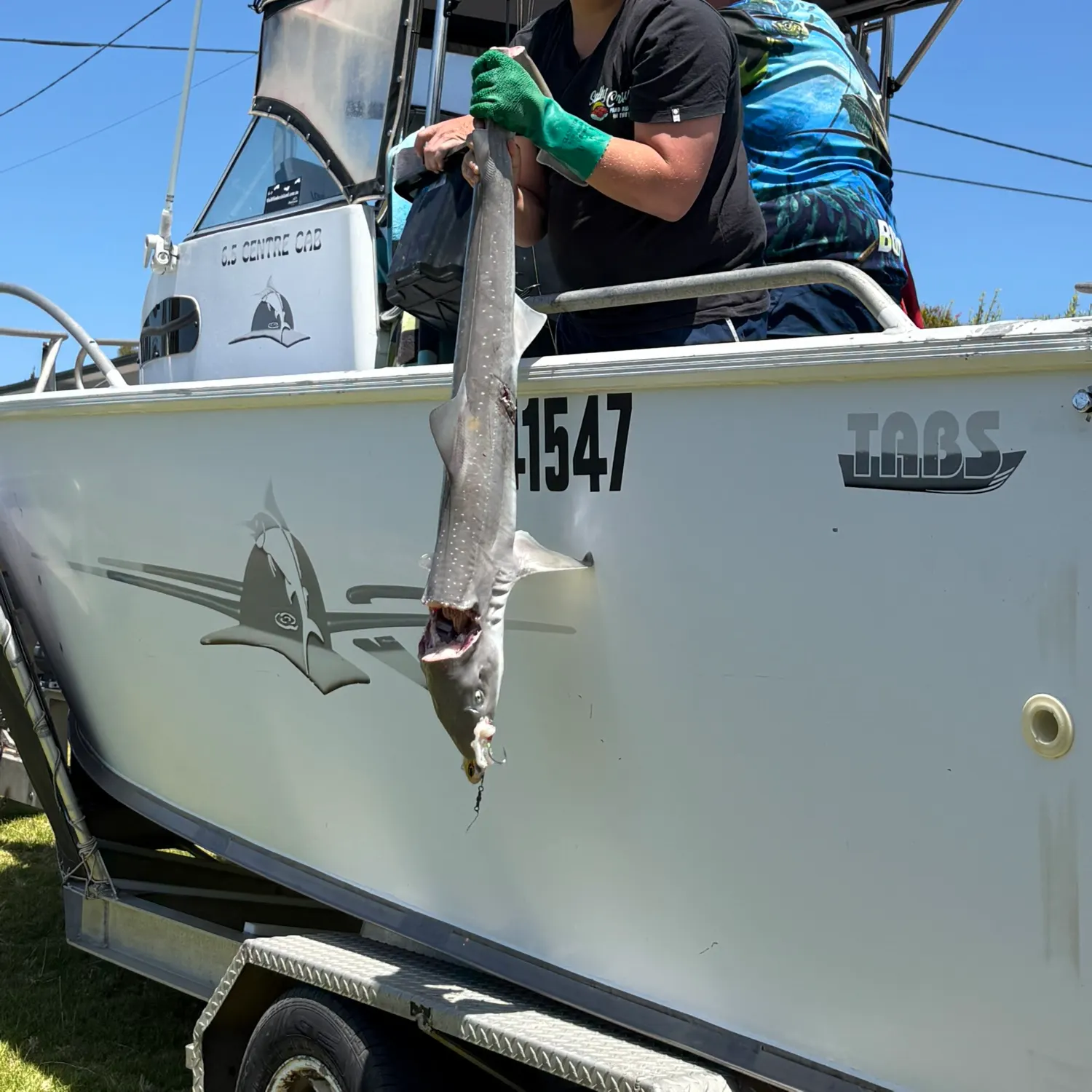 The most recent Gummy shark catches on Fishbrain