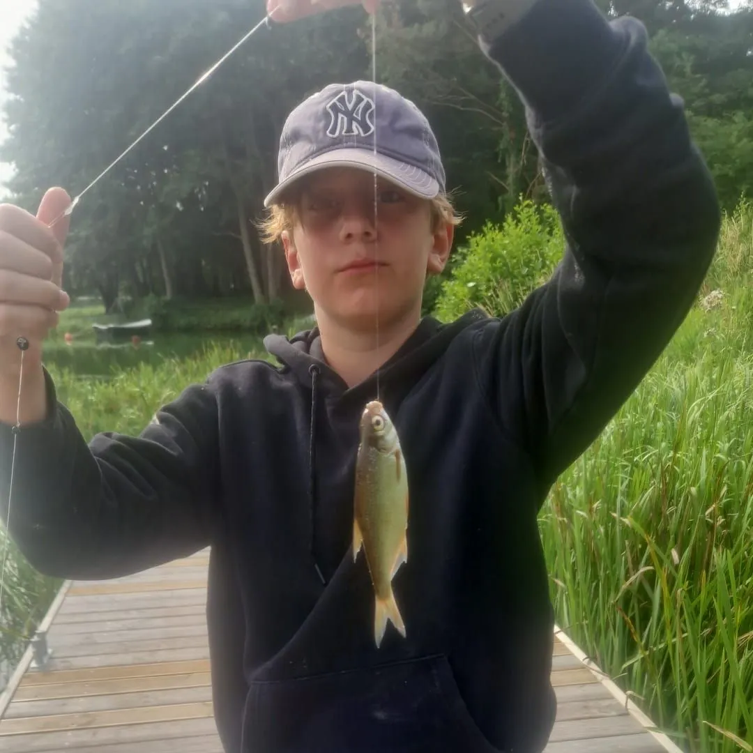 The most recent White bream catches on Fishbrain