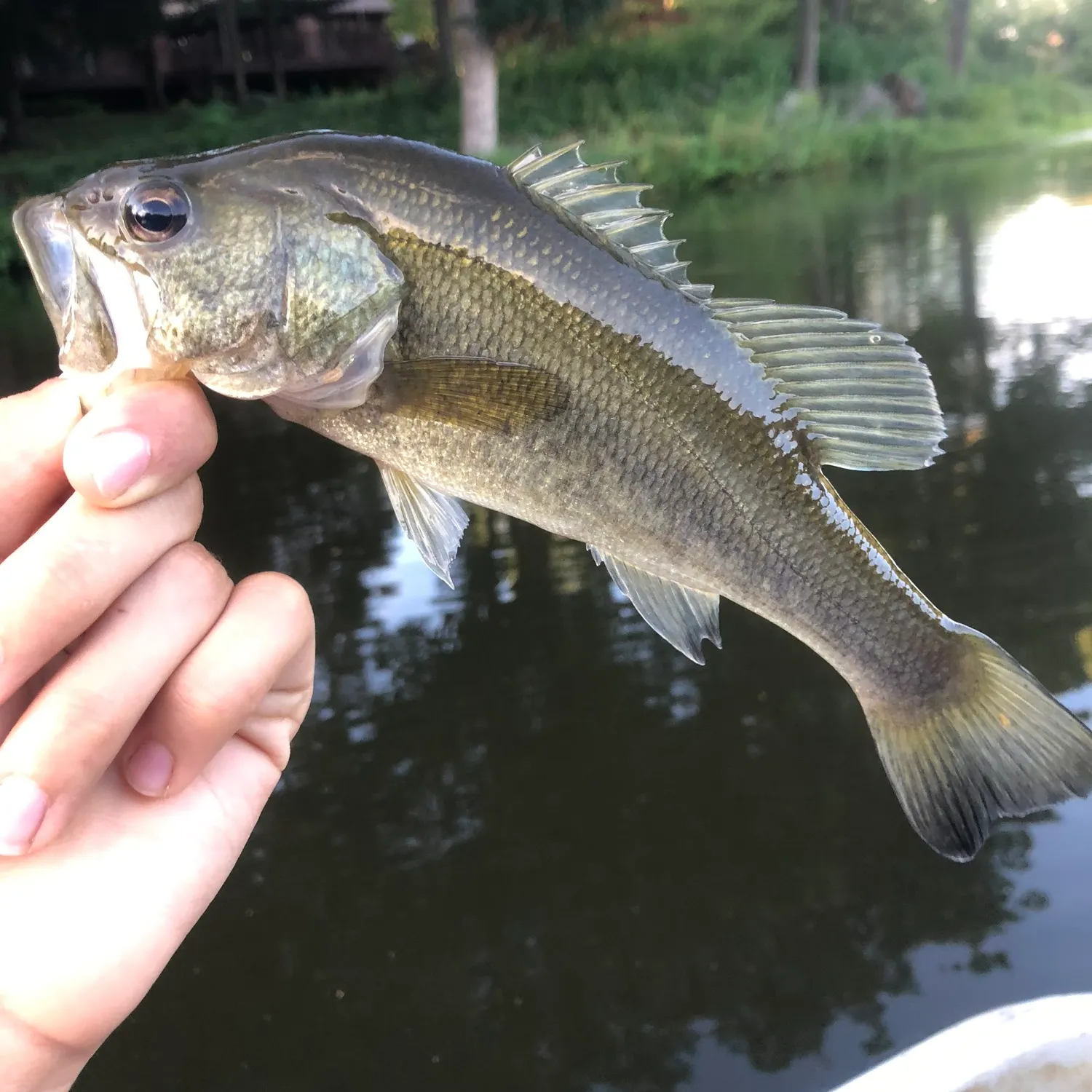 Fish caught on Fishbrain