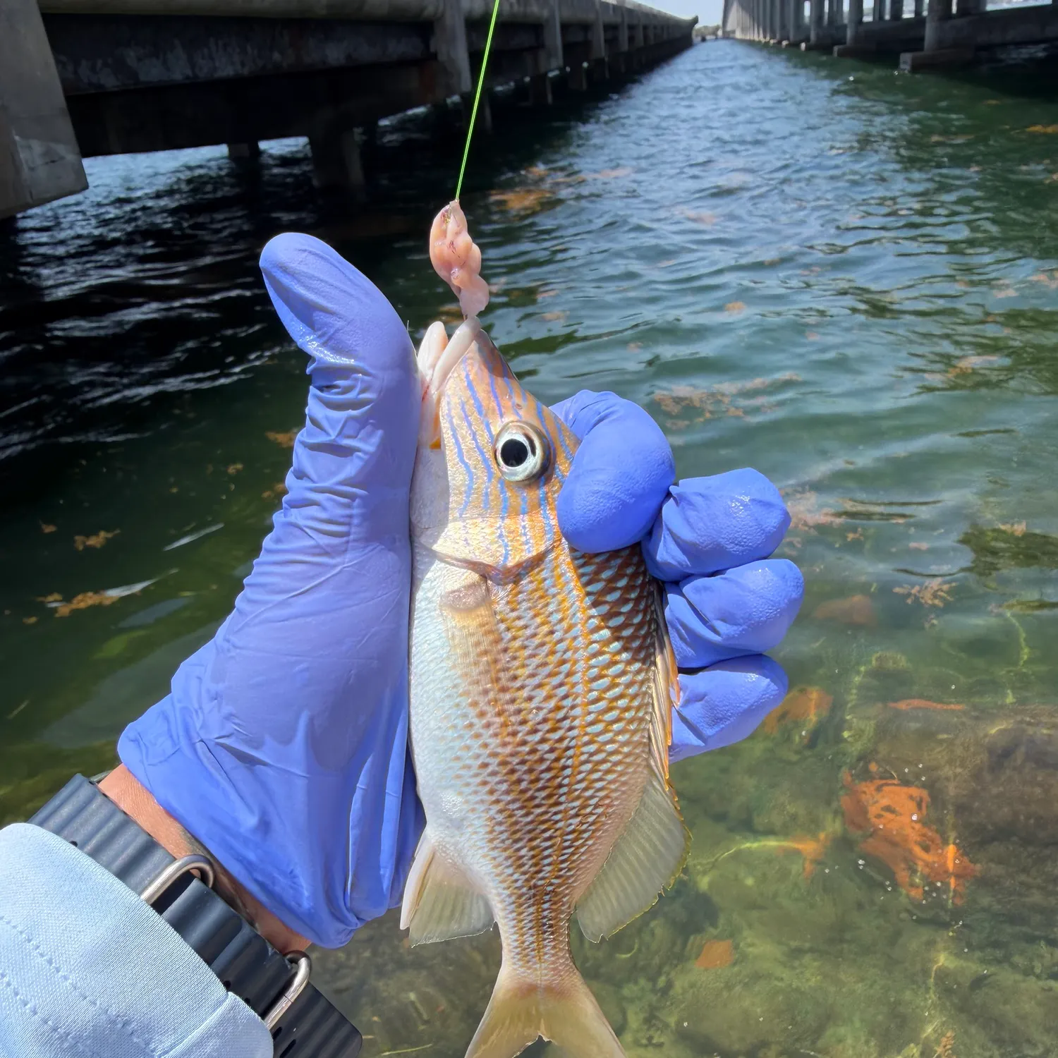 The most recent White grunt catches on Fishbrain