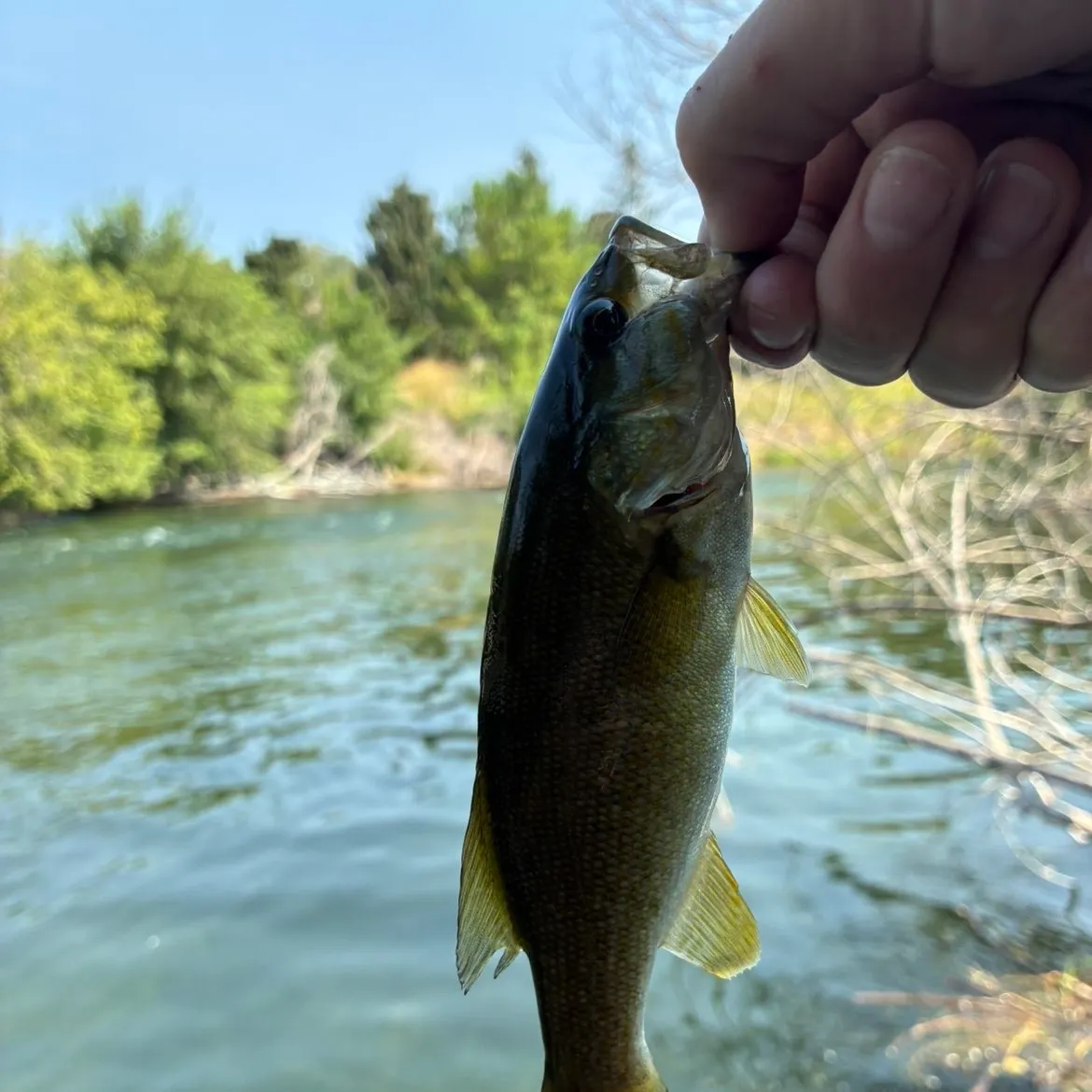 Smallmouth bass caught on Fishbrain