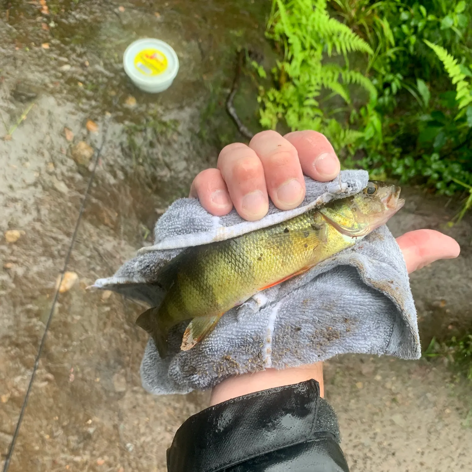 Yellow perch caught on Fishbrain