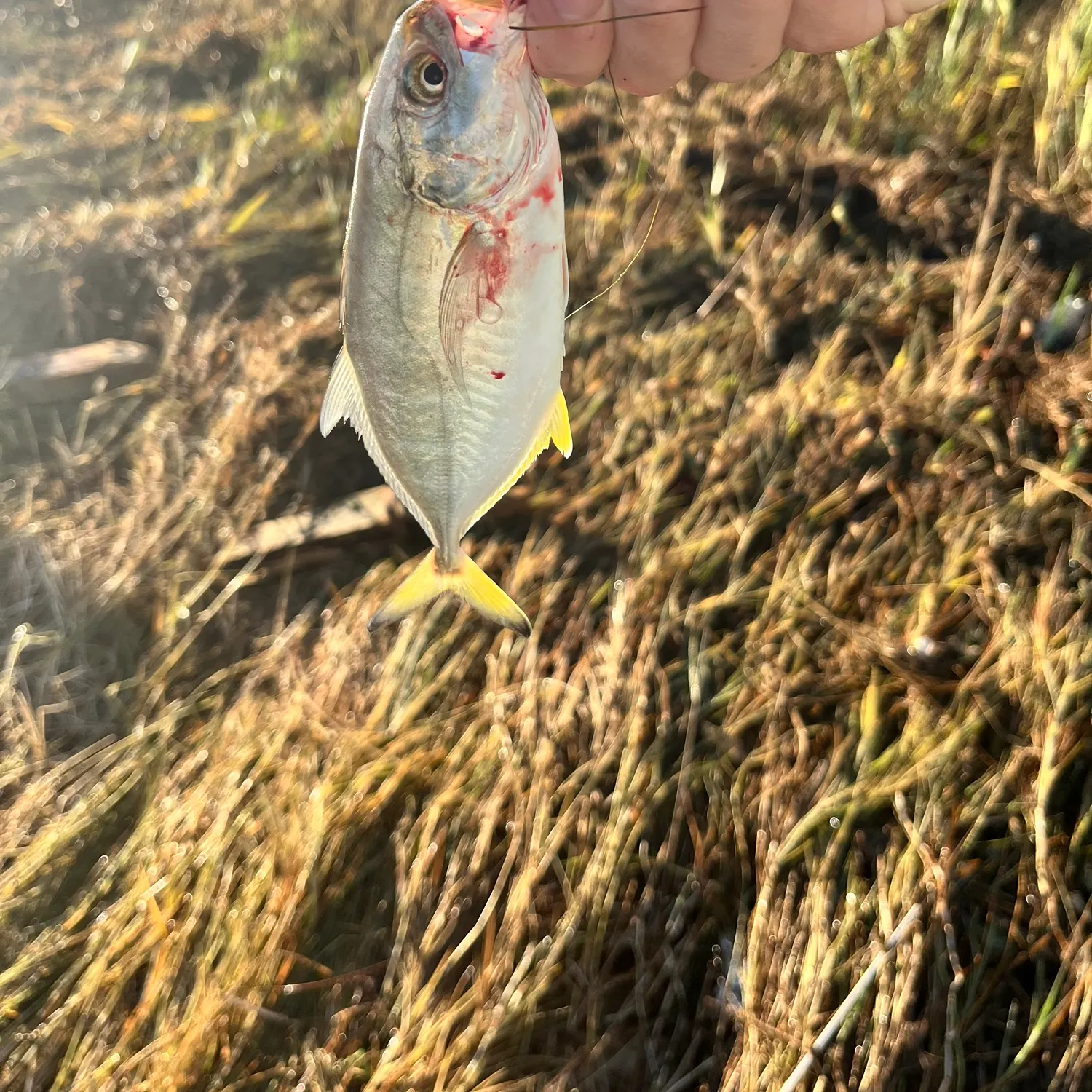 Blue runner caught on Fishbrain