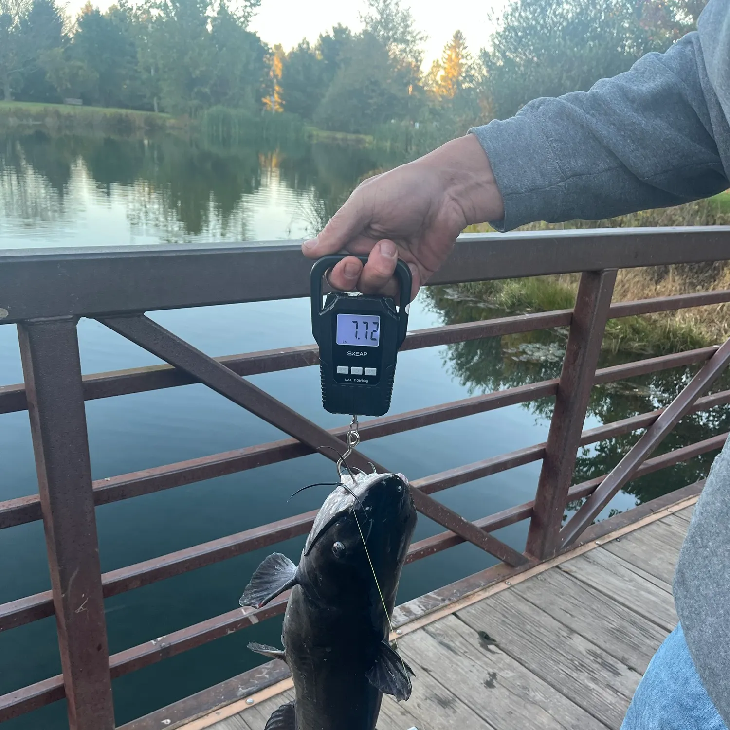 Channel catfish caught on Fishbrain