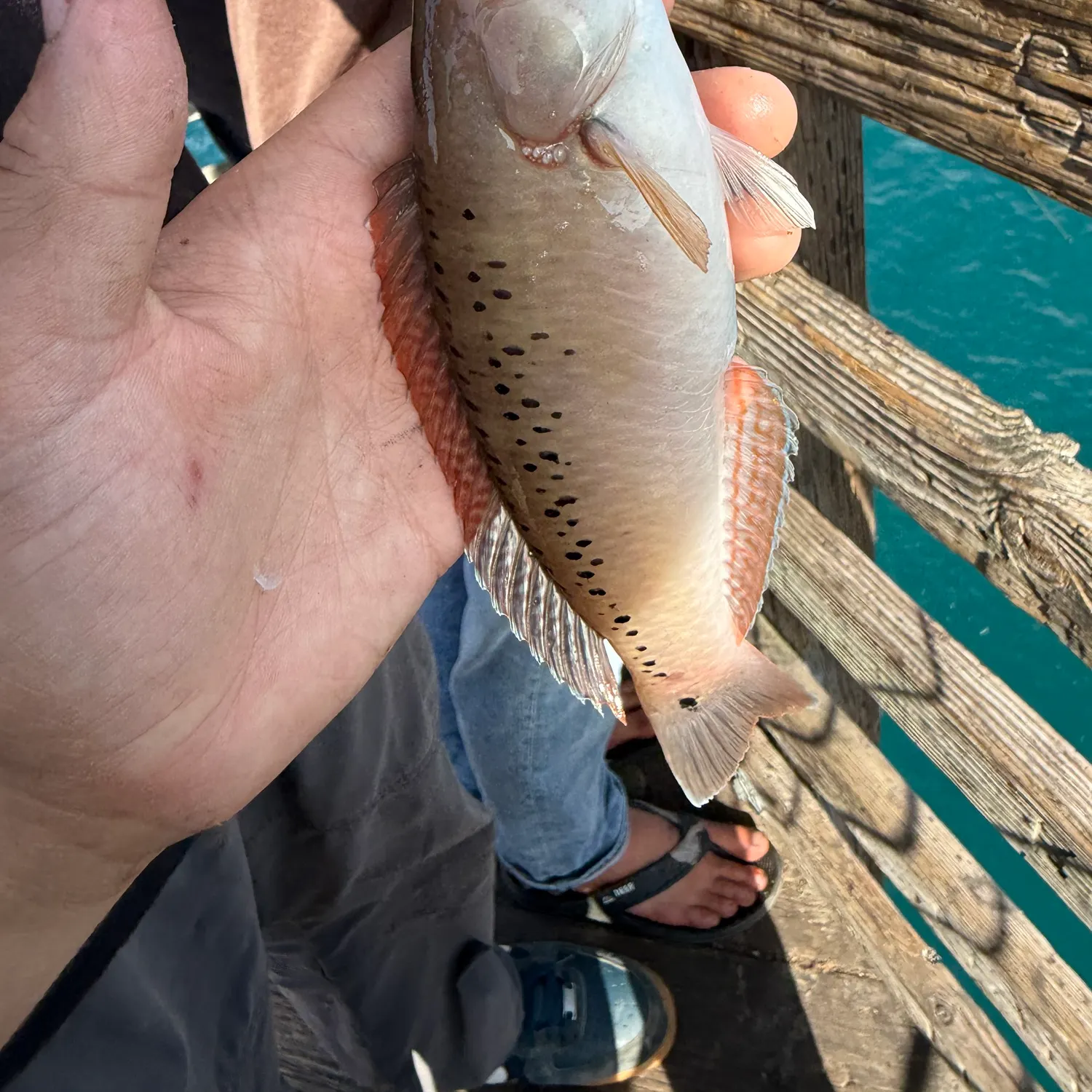 Rock wrasse caught on Fishbrain