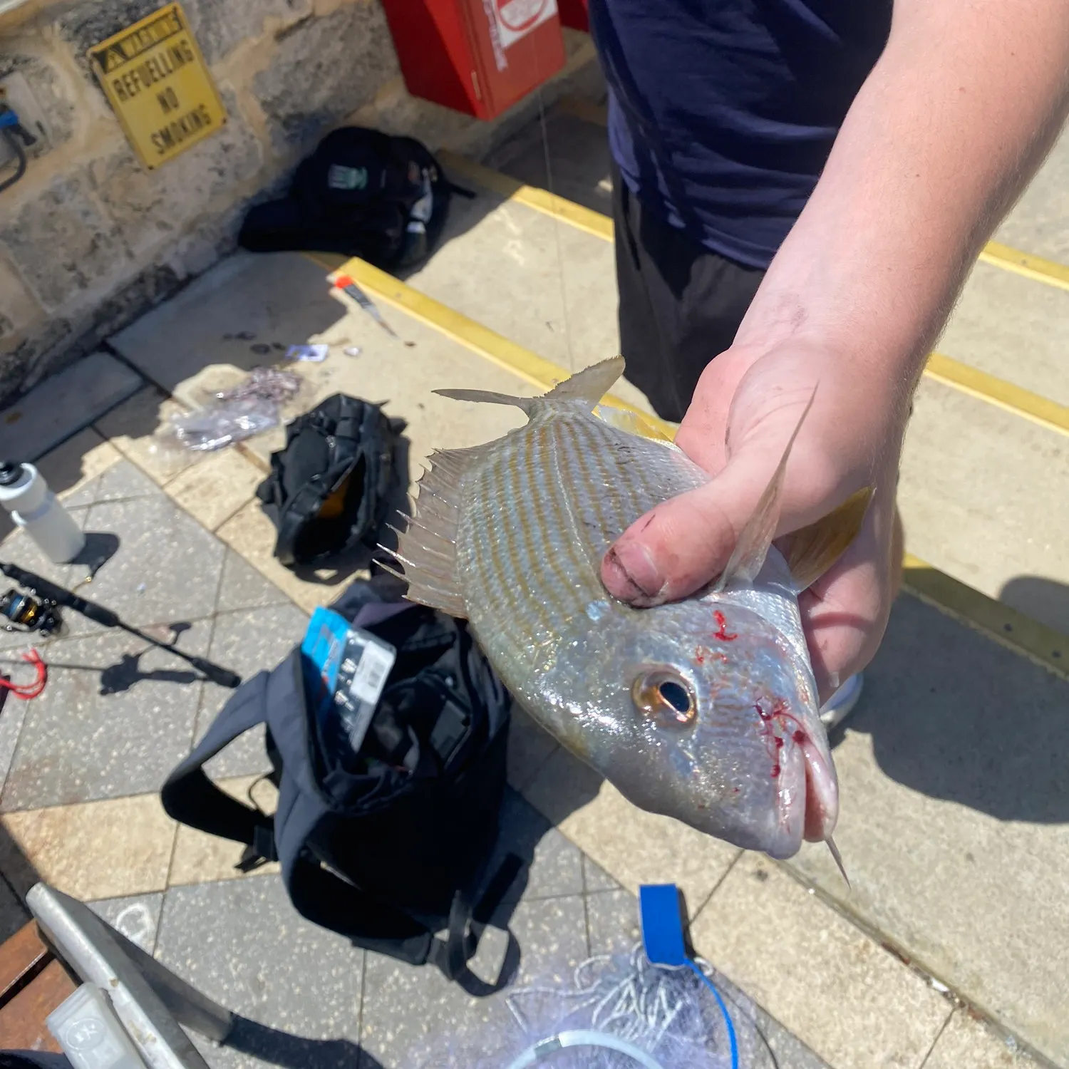 The most recent Goldlined seabream catches on Fishbrain