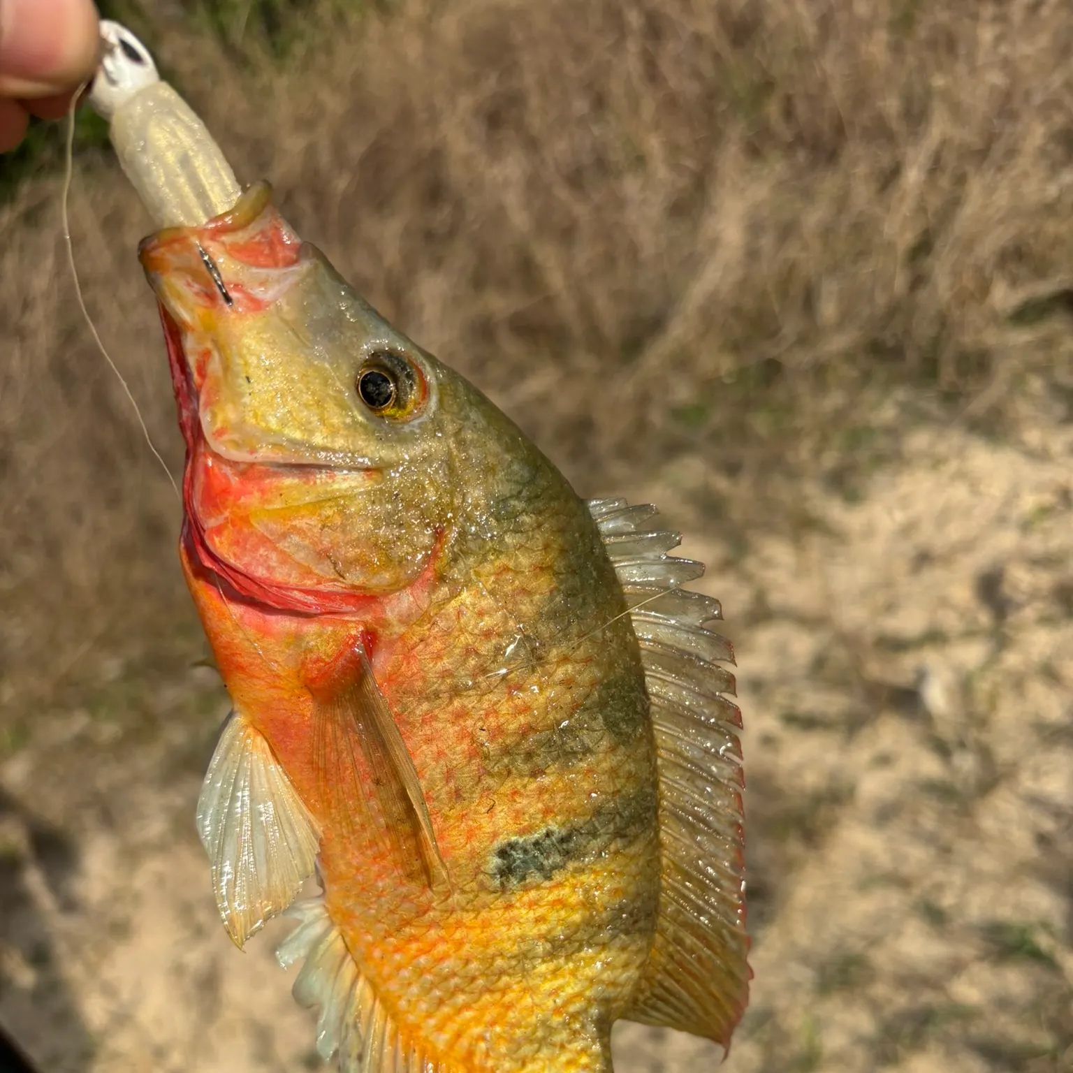 The most recent Mayan cichlid catches on Fishbrain