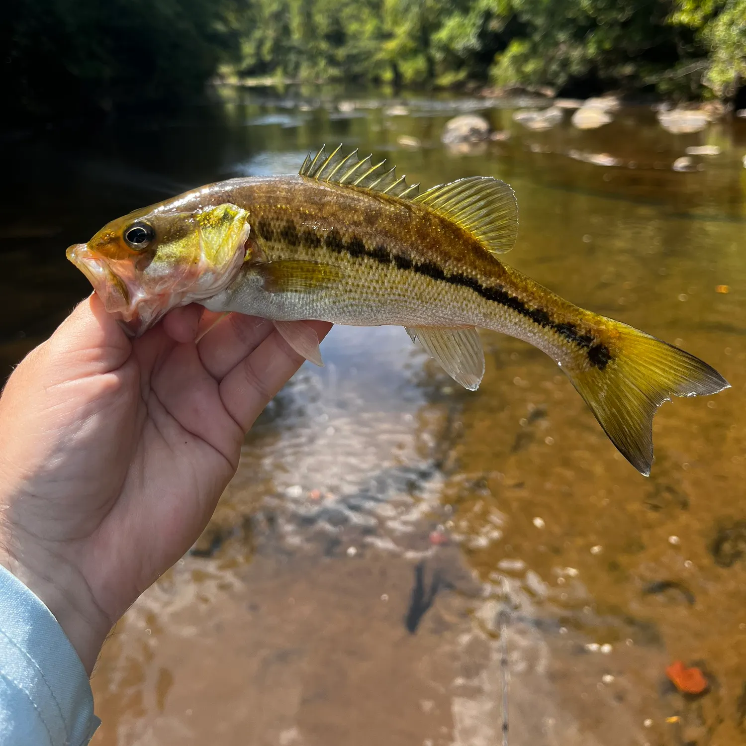 Spotted bass caught on Fishbrain