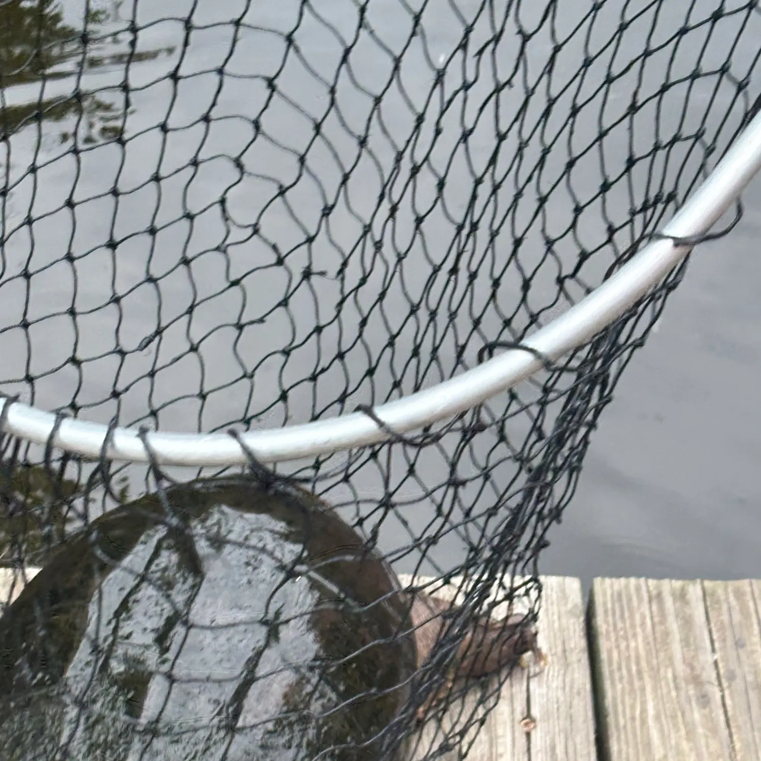 American eel caught on Fishbrain